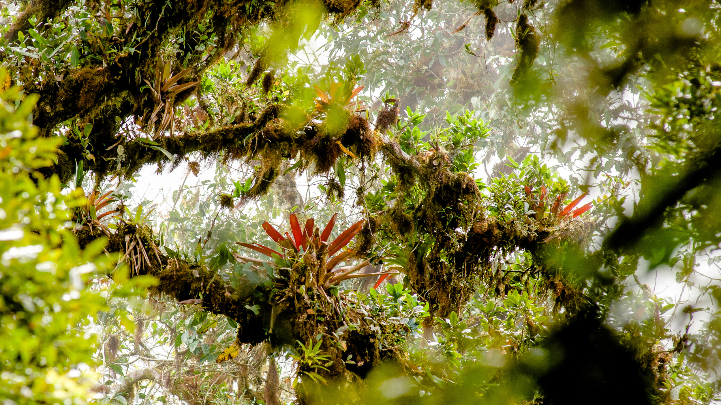 Bromeliaceae