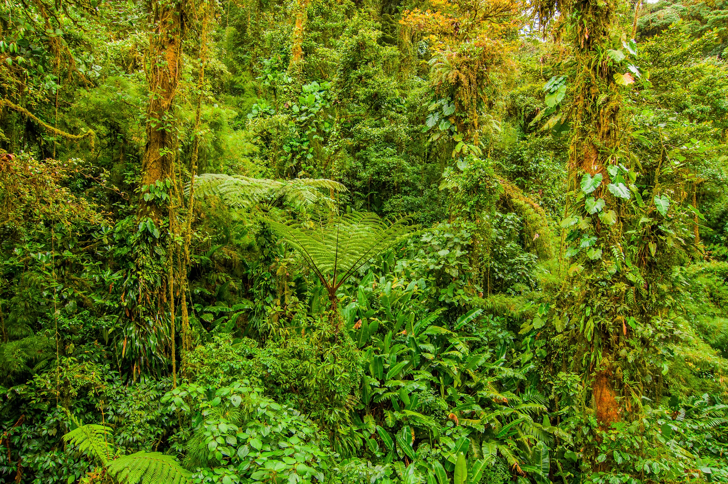 Cloud Forest