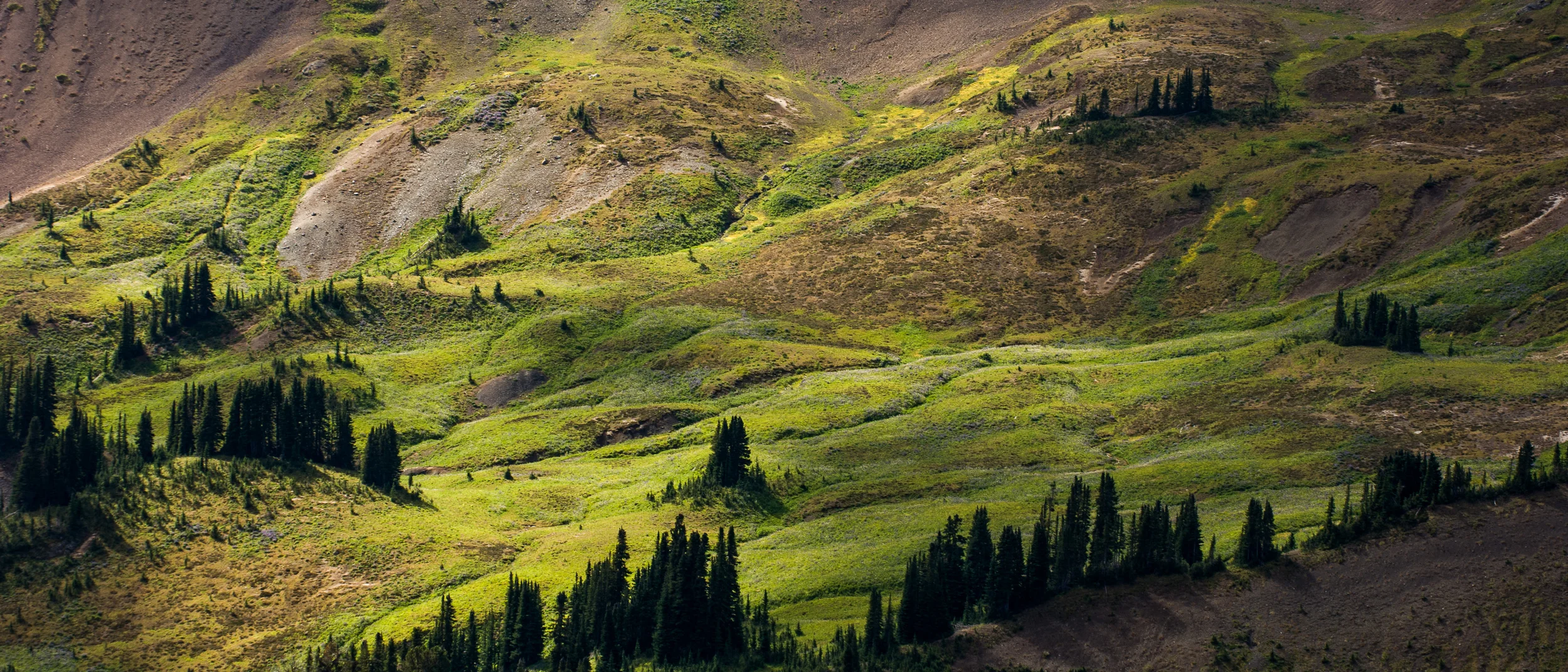 Treeline