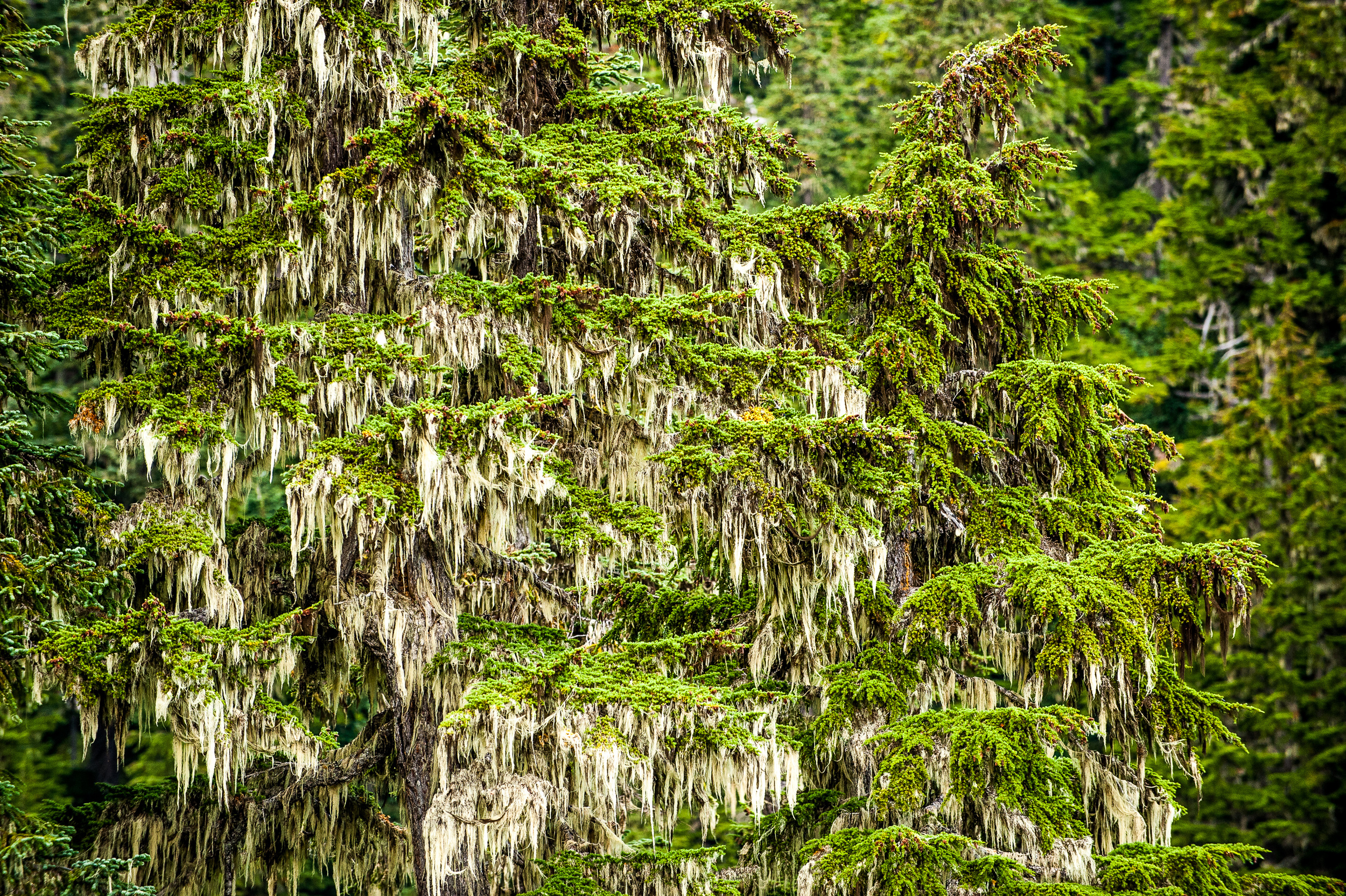 Subalpine Tree Moss