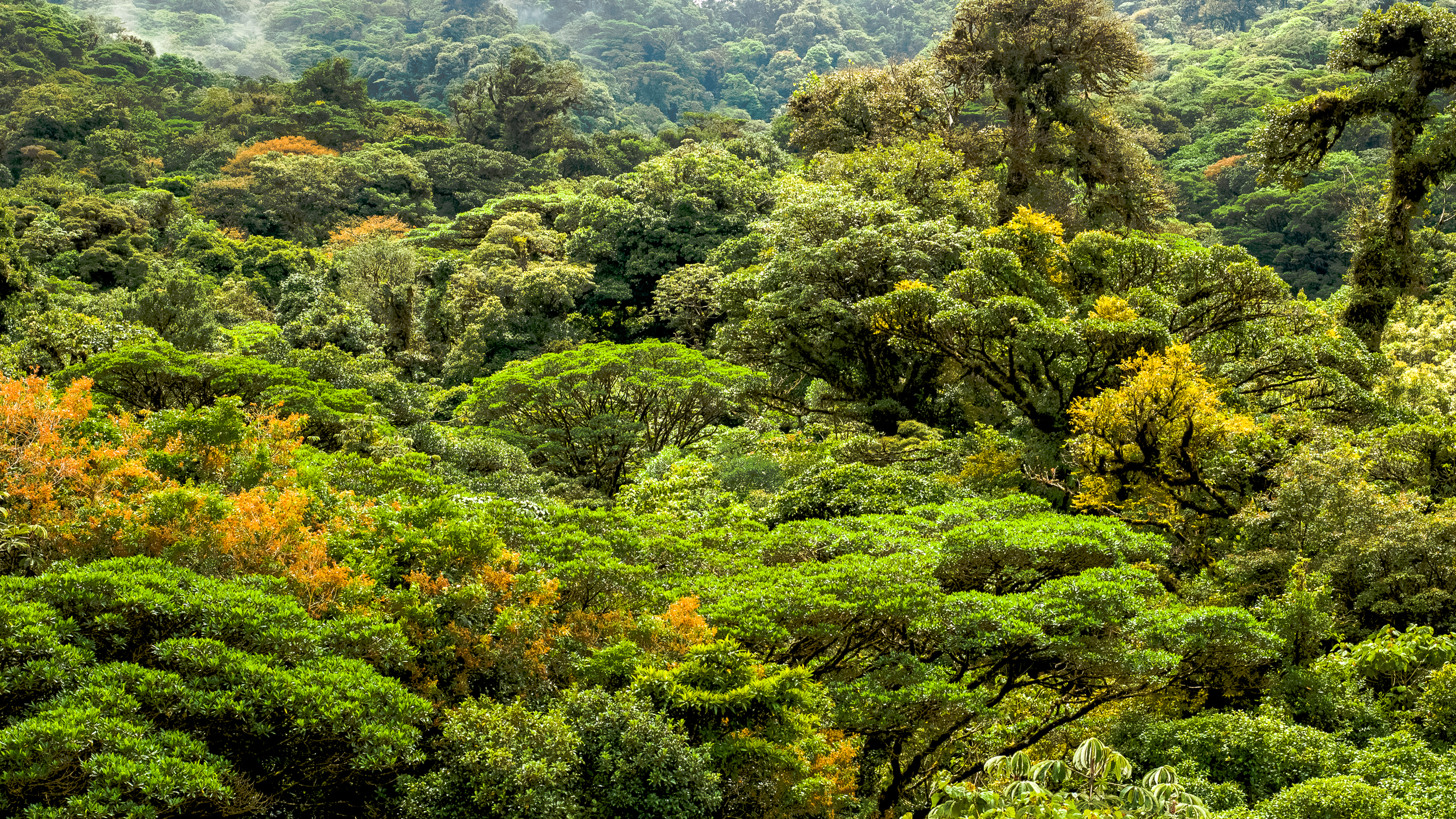 Cloud Forest