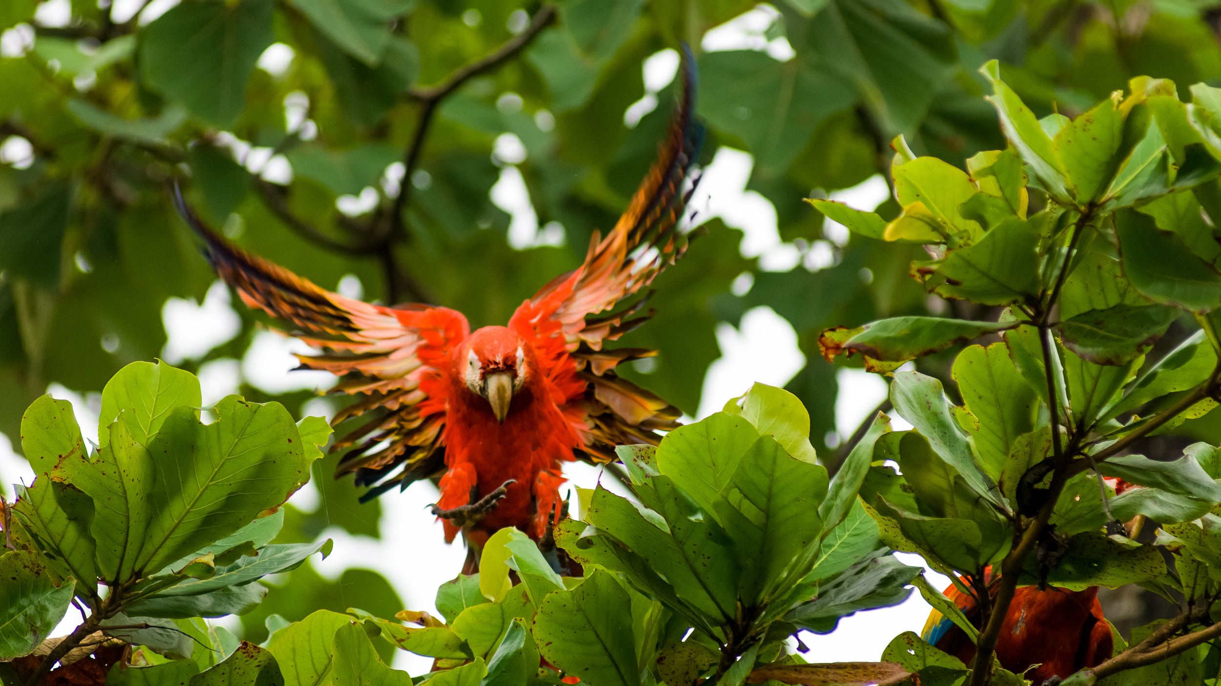 Scarlet Macaw