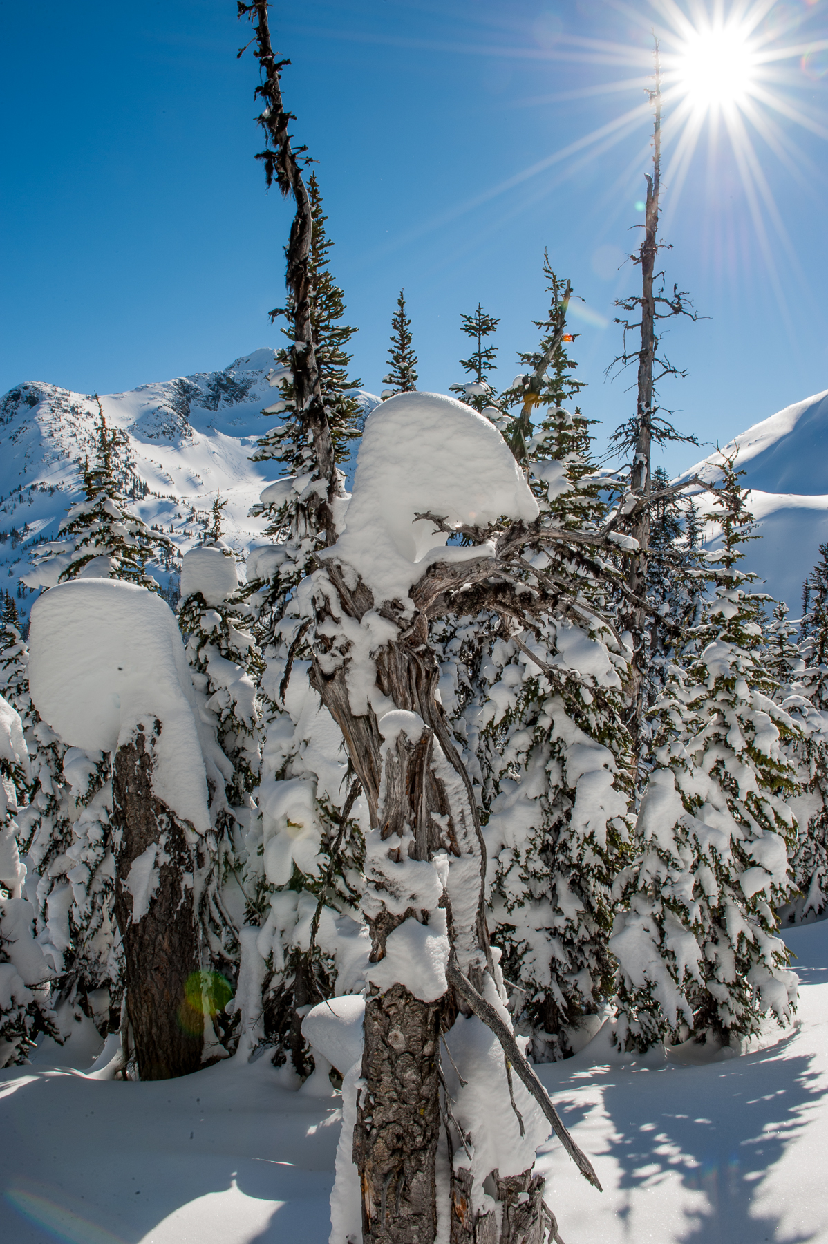 Alpine Old Growth