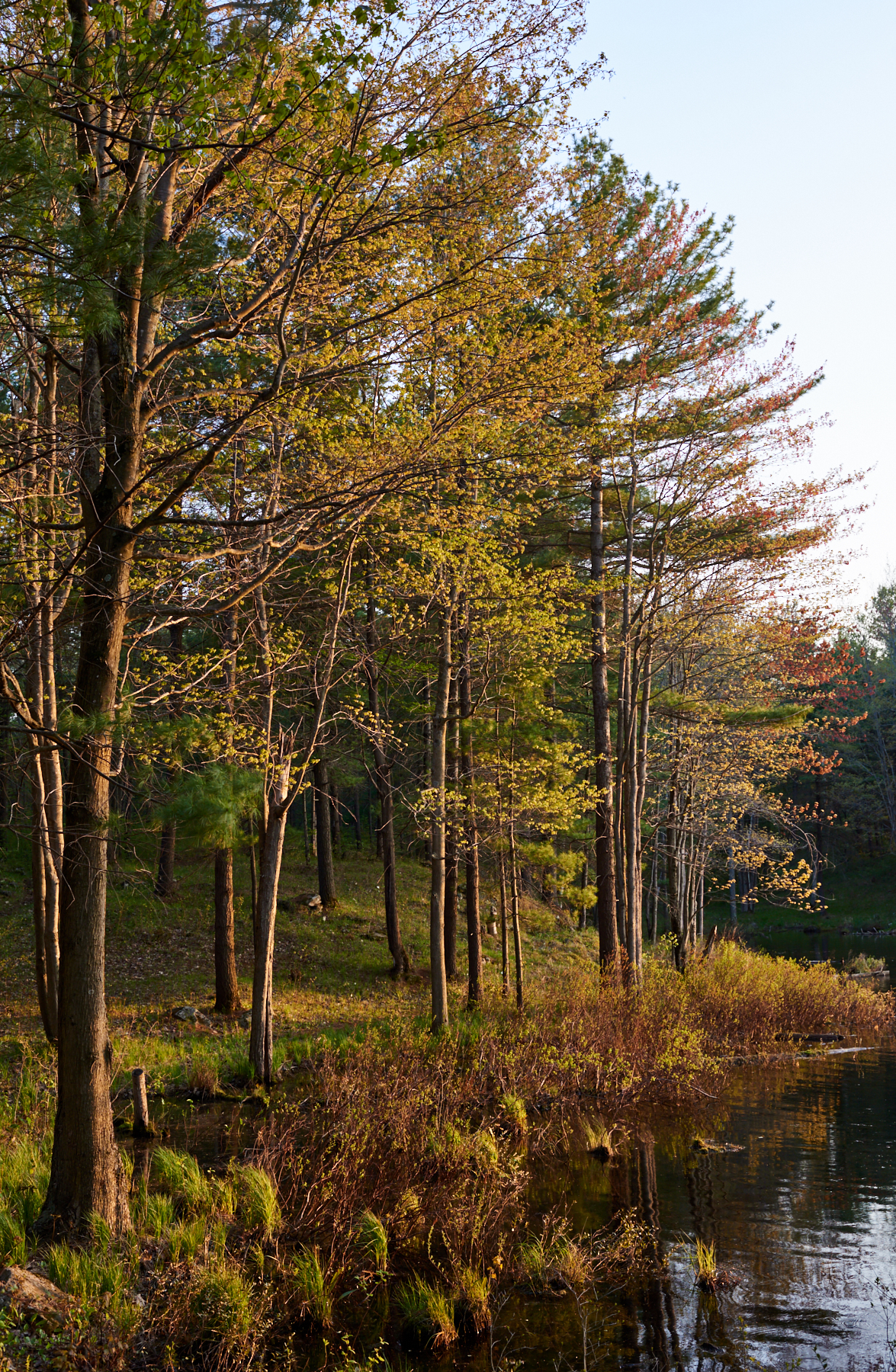 Big Salmon Lake Shoreline