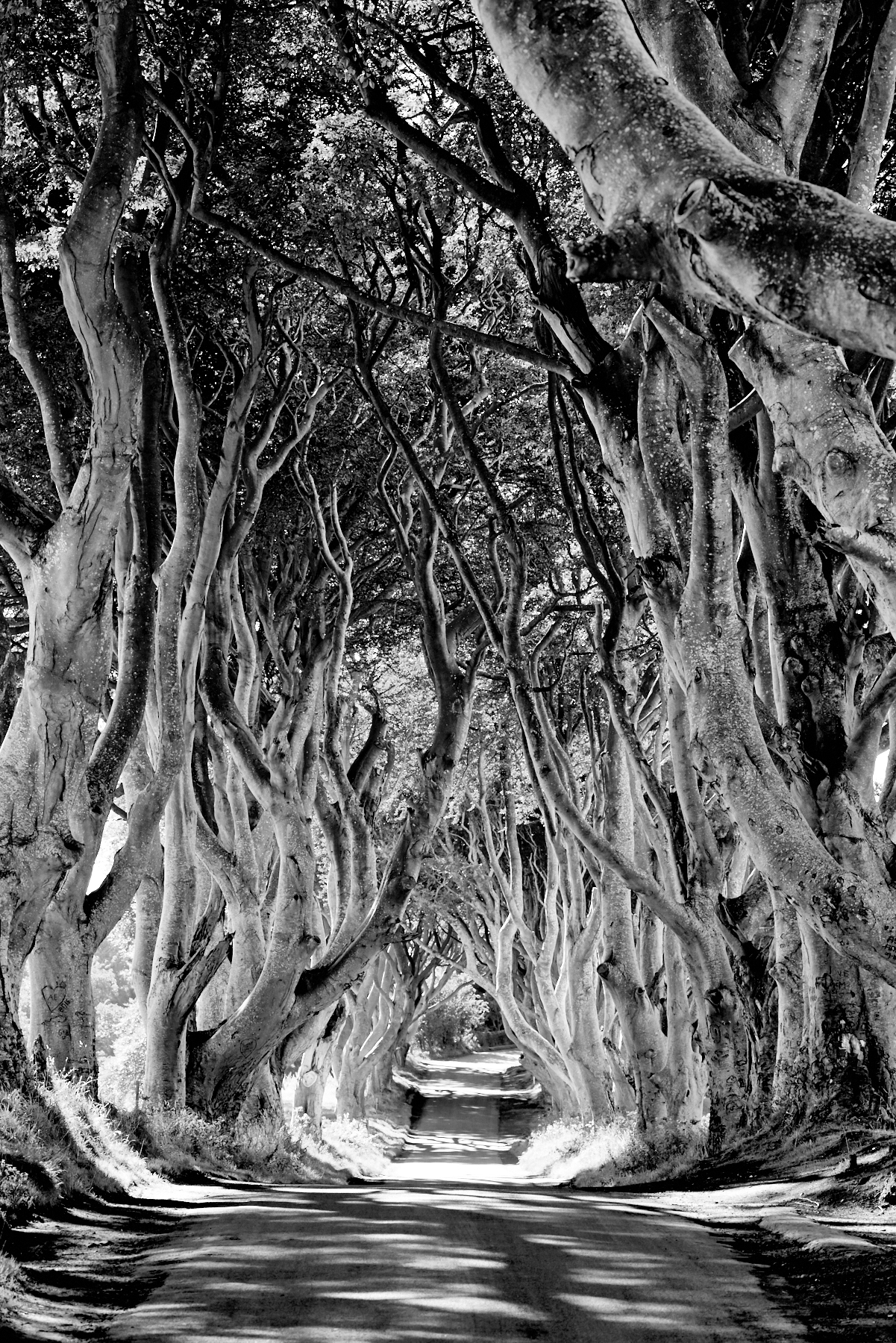 The Dark Hedges