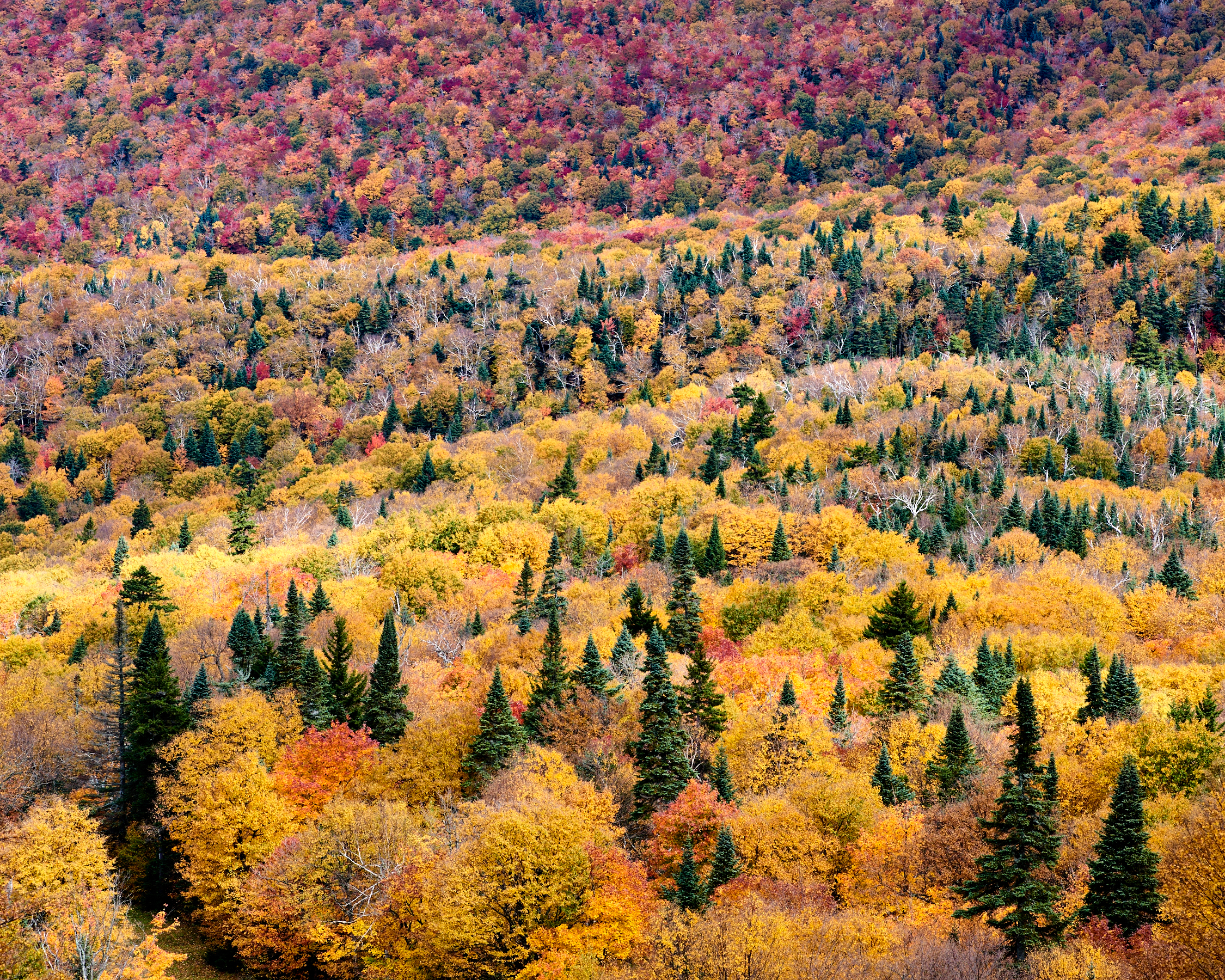 Autumn Maples