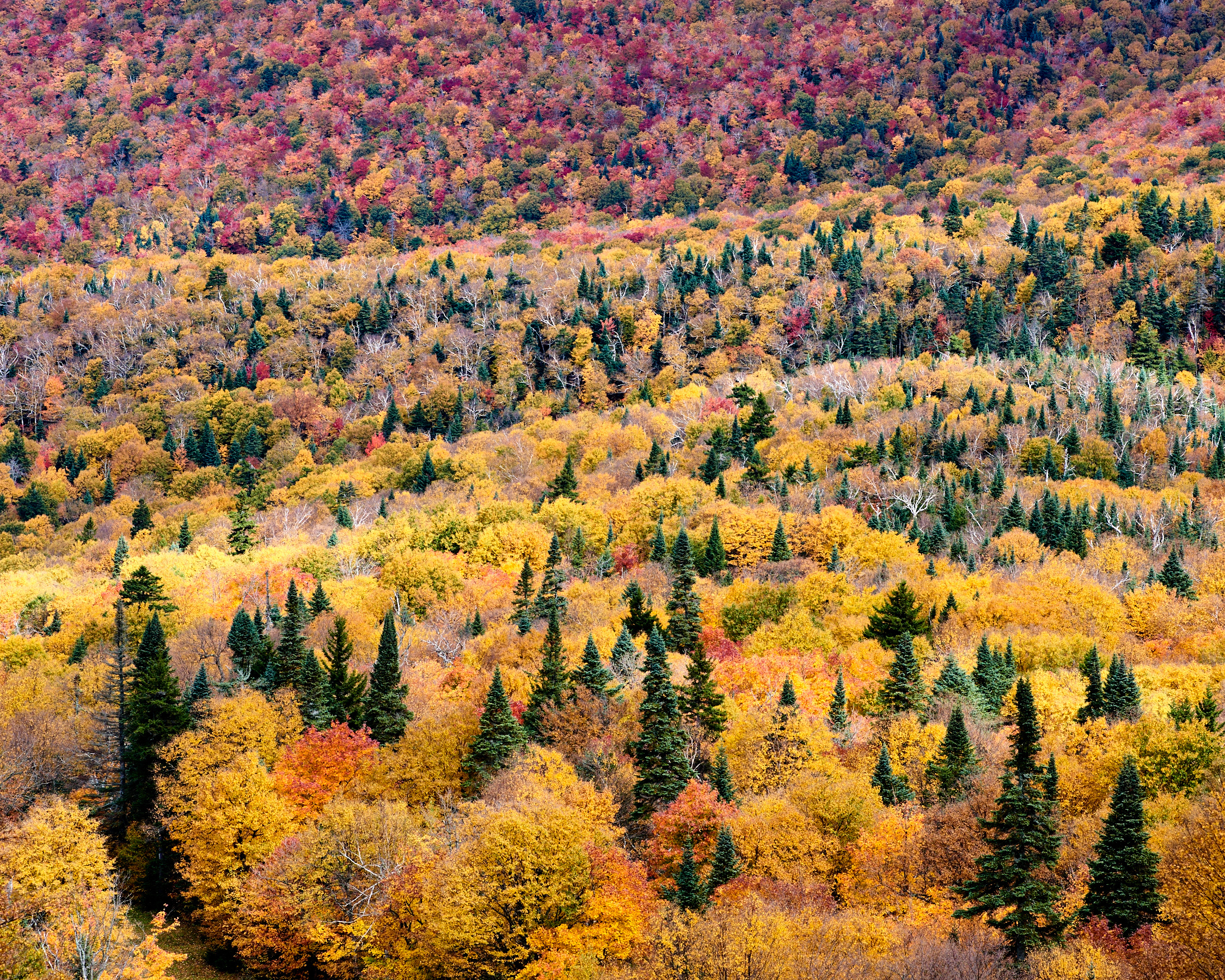 Mount Sutton Maples