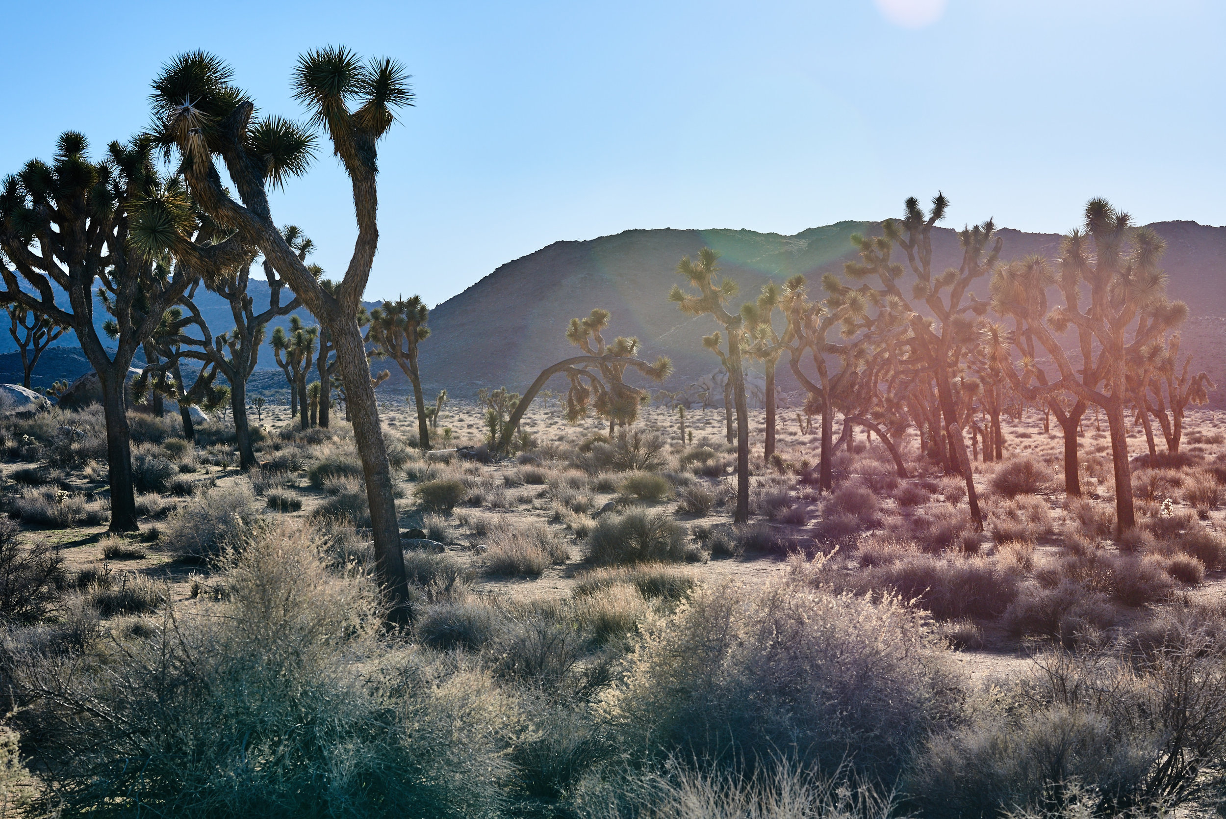 Flared Joshua Trees