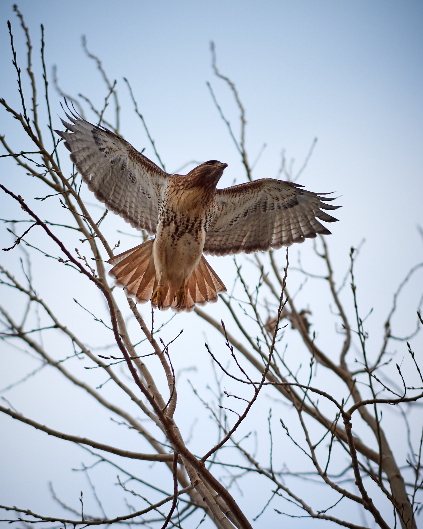 Red Hawk