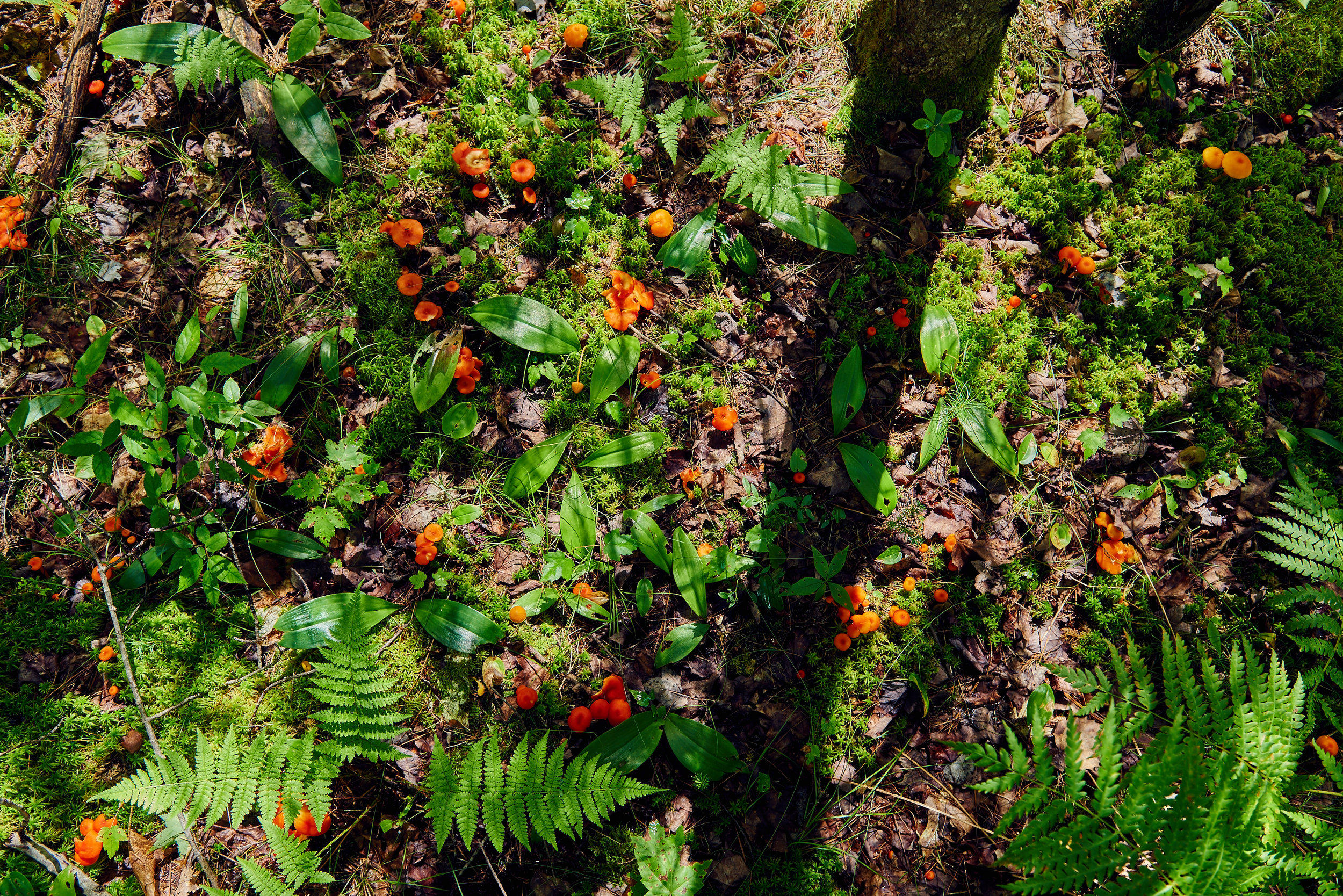 Mushroom Patch