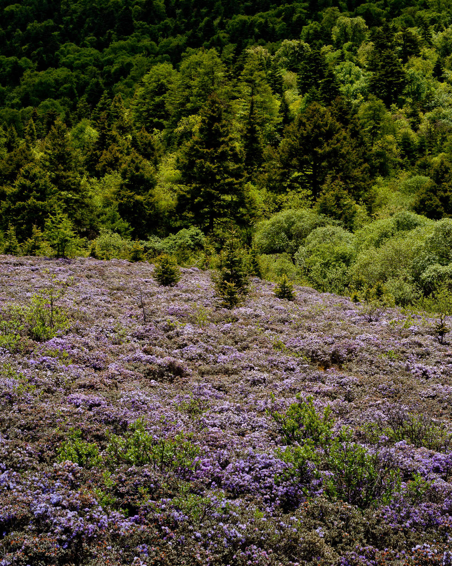 Shake Mountain Flowers