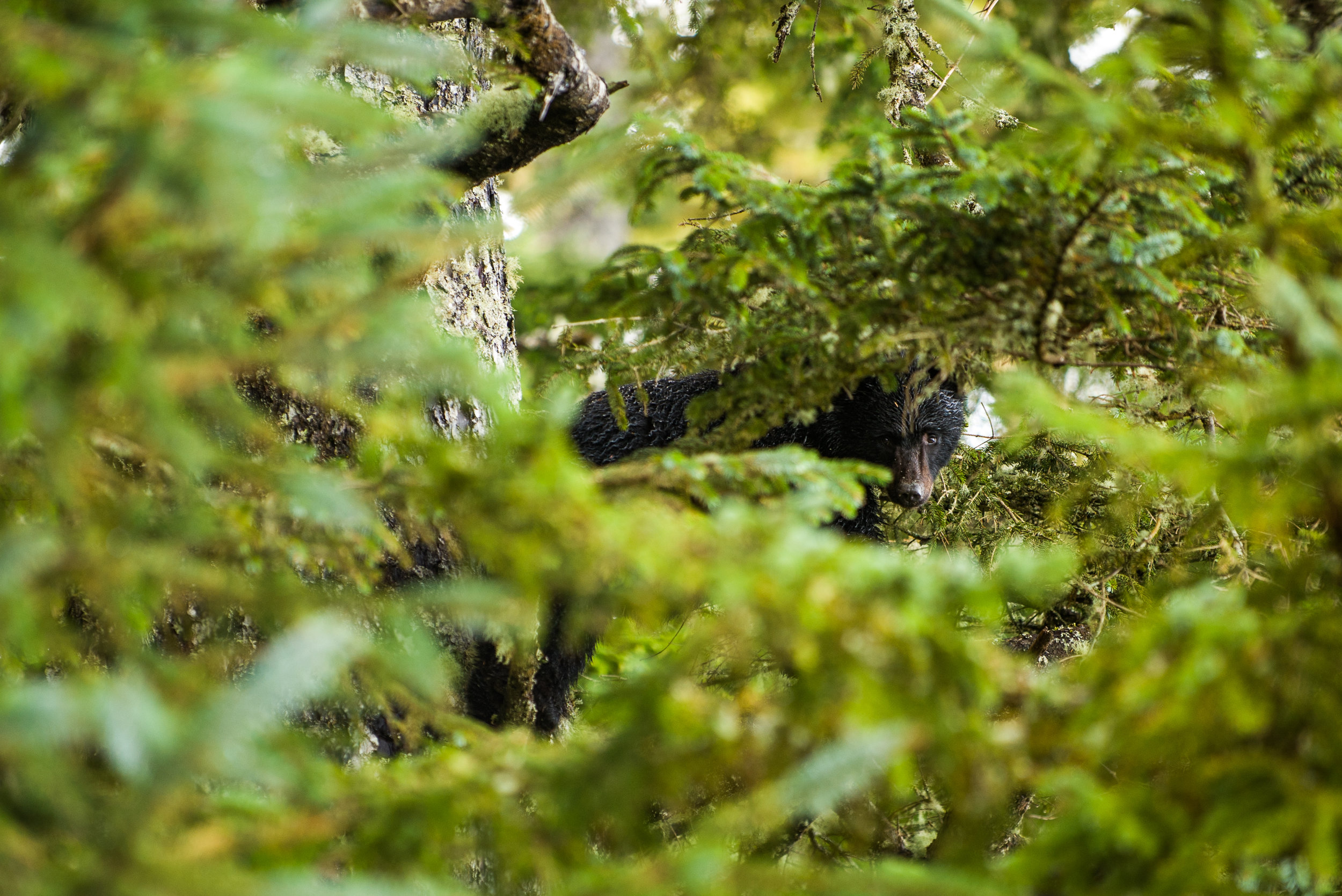 Juvenile Black Bear