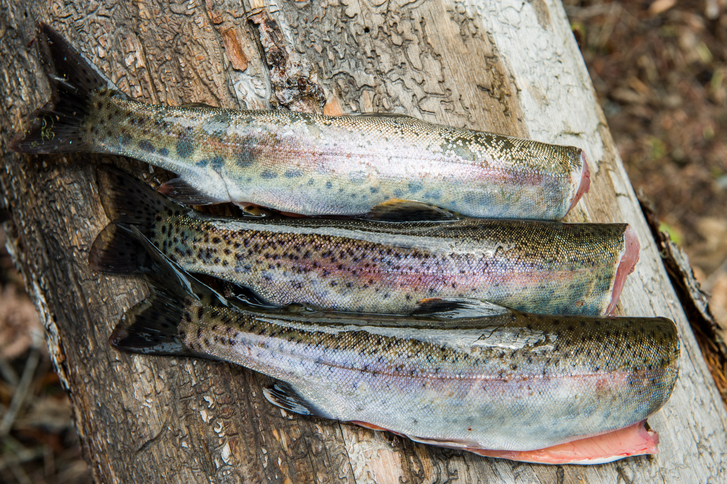 Freshly Cleaned Rainbow Trout