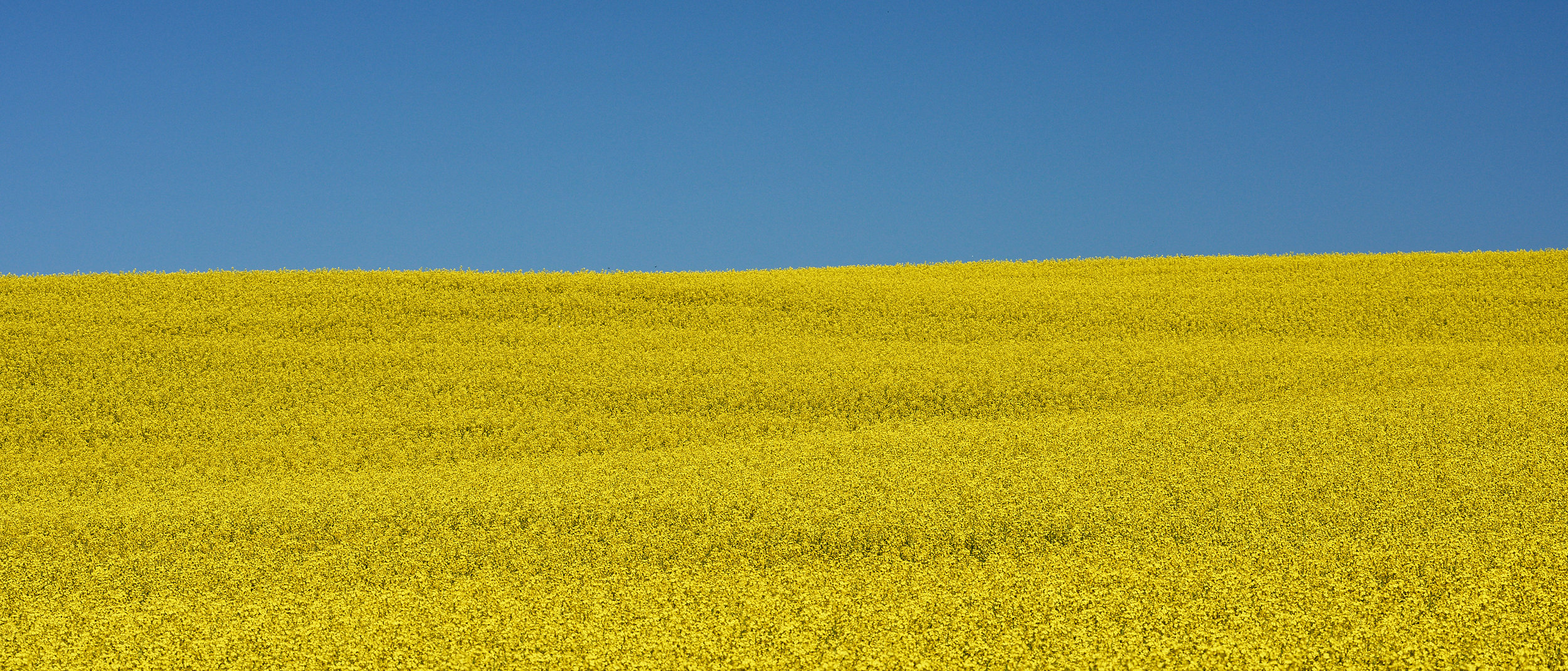 Rapeseed Field