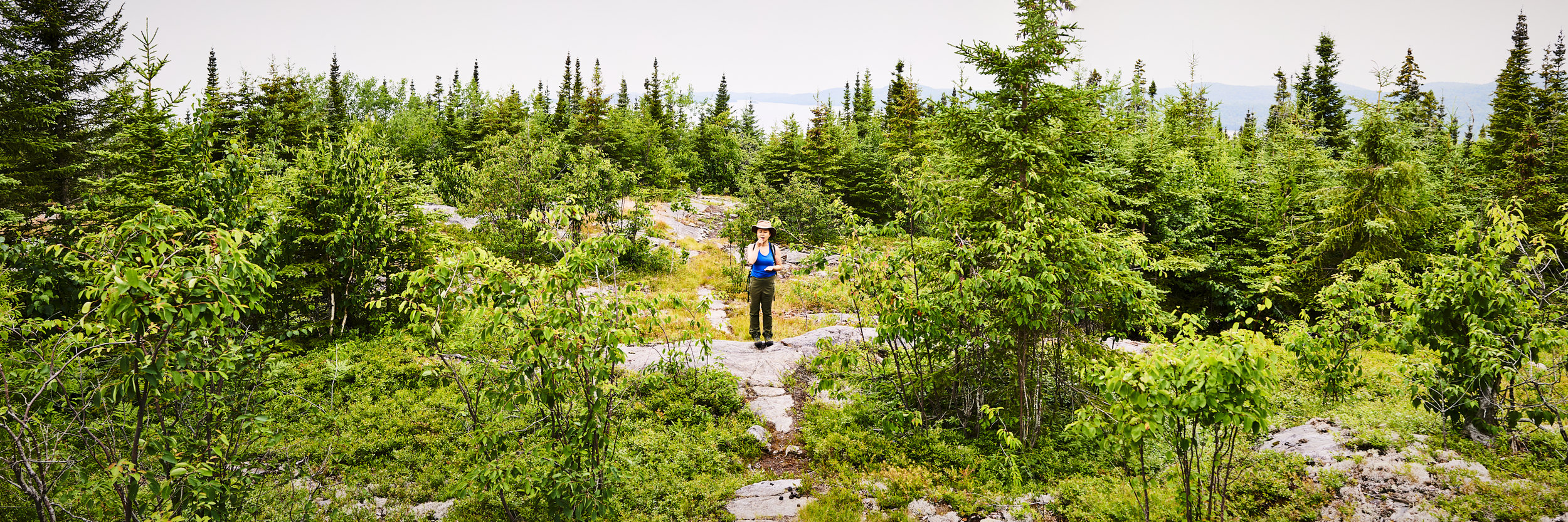 Wild Blueberry Forage