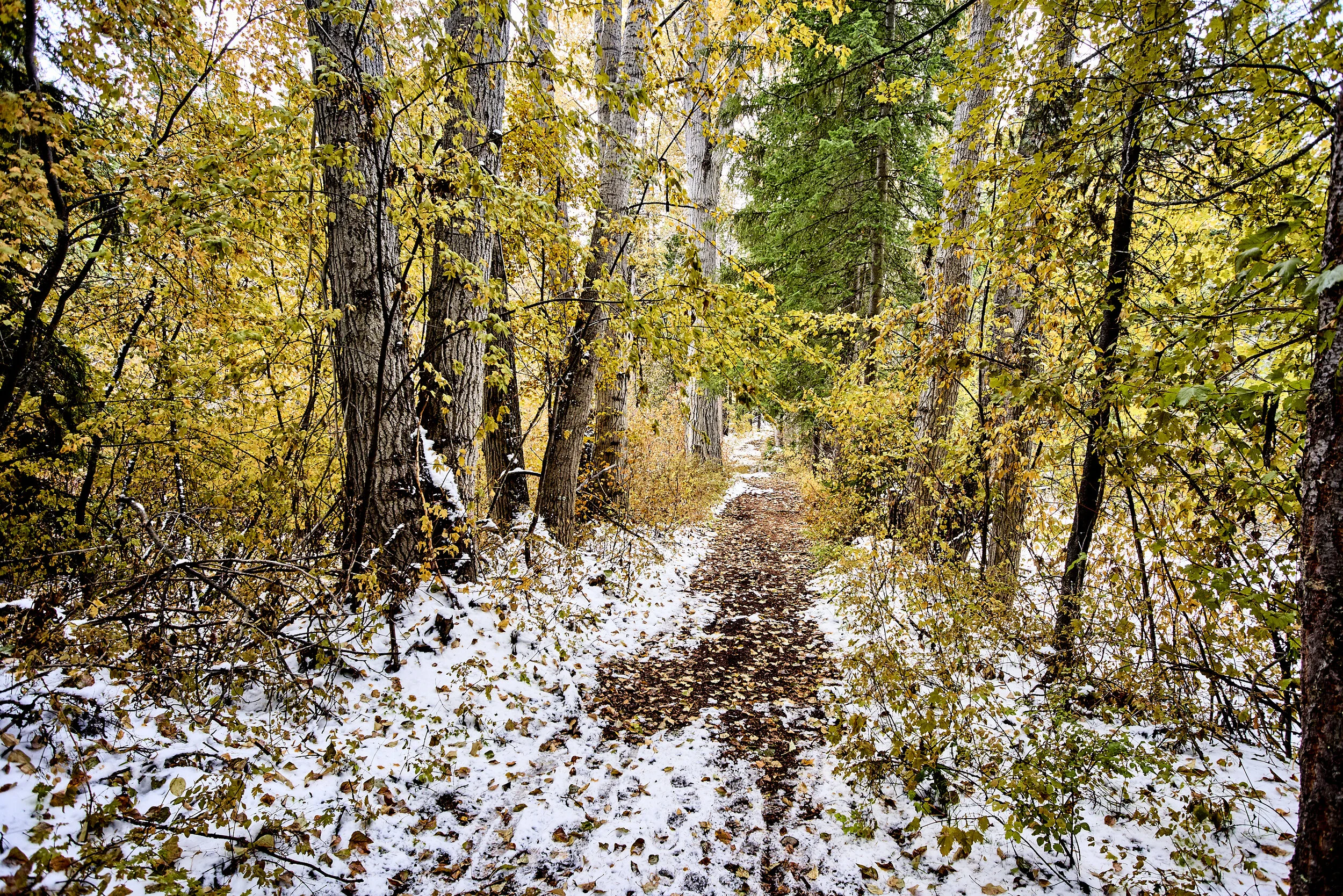 Cottonwood Path