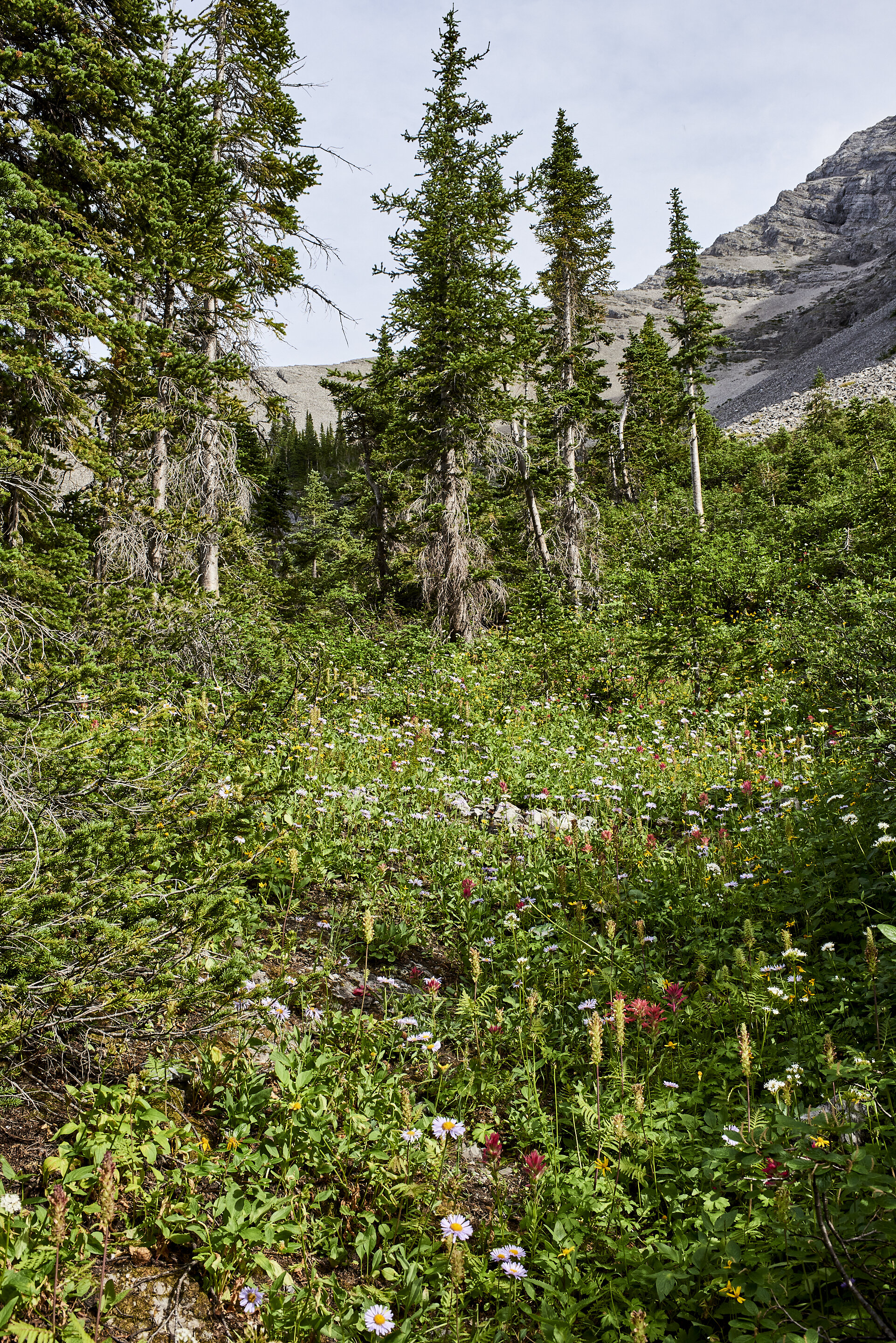 Flower Gulley