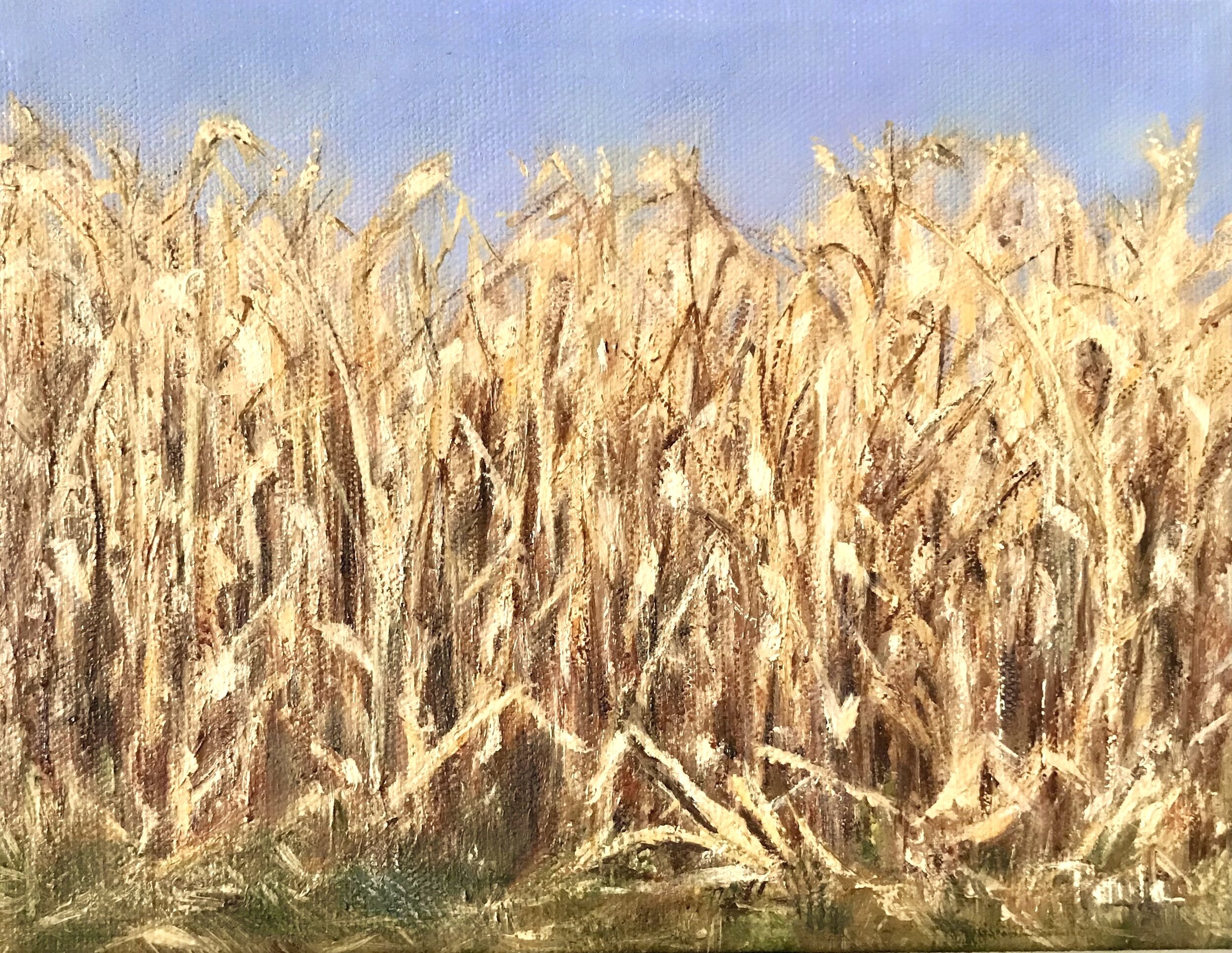 Cornfield on Northwood Road