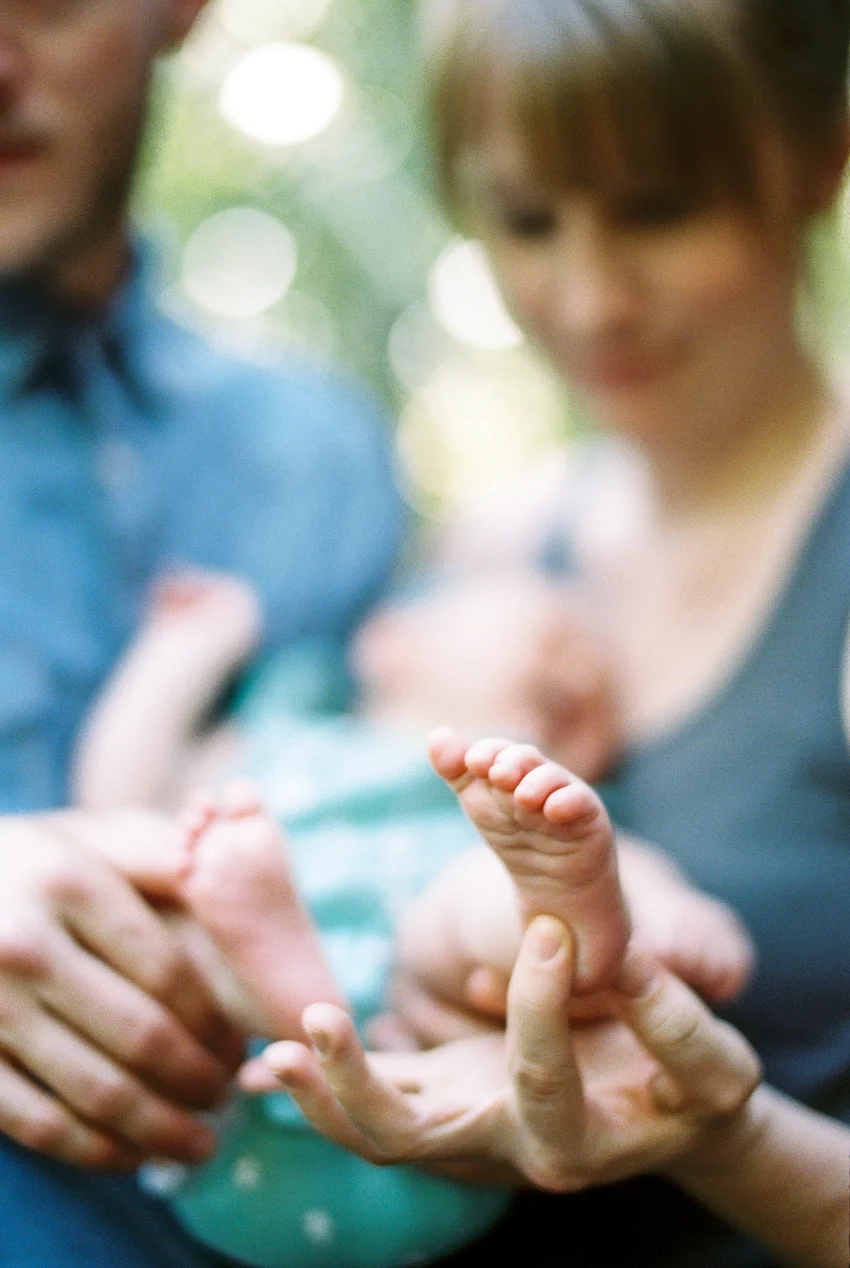 Pine Family