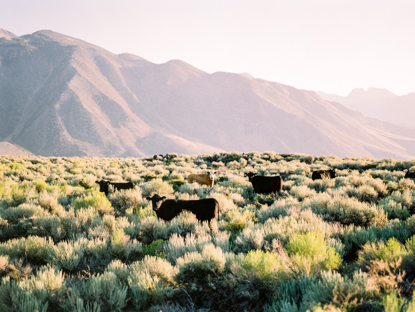 mammoth-lakes-photography_0015.jpg