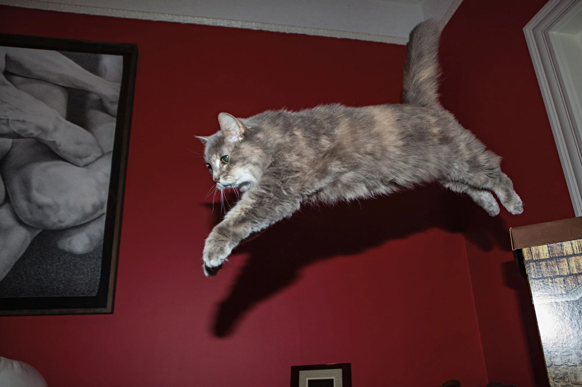 Geoffrey-Ellis-Flying-Cat-2000px.jpg