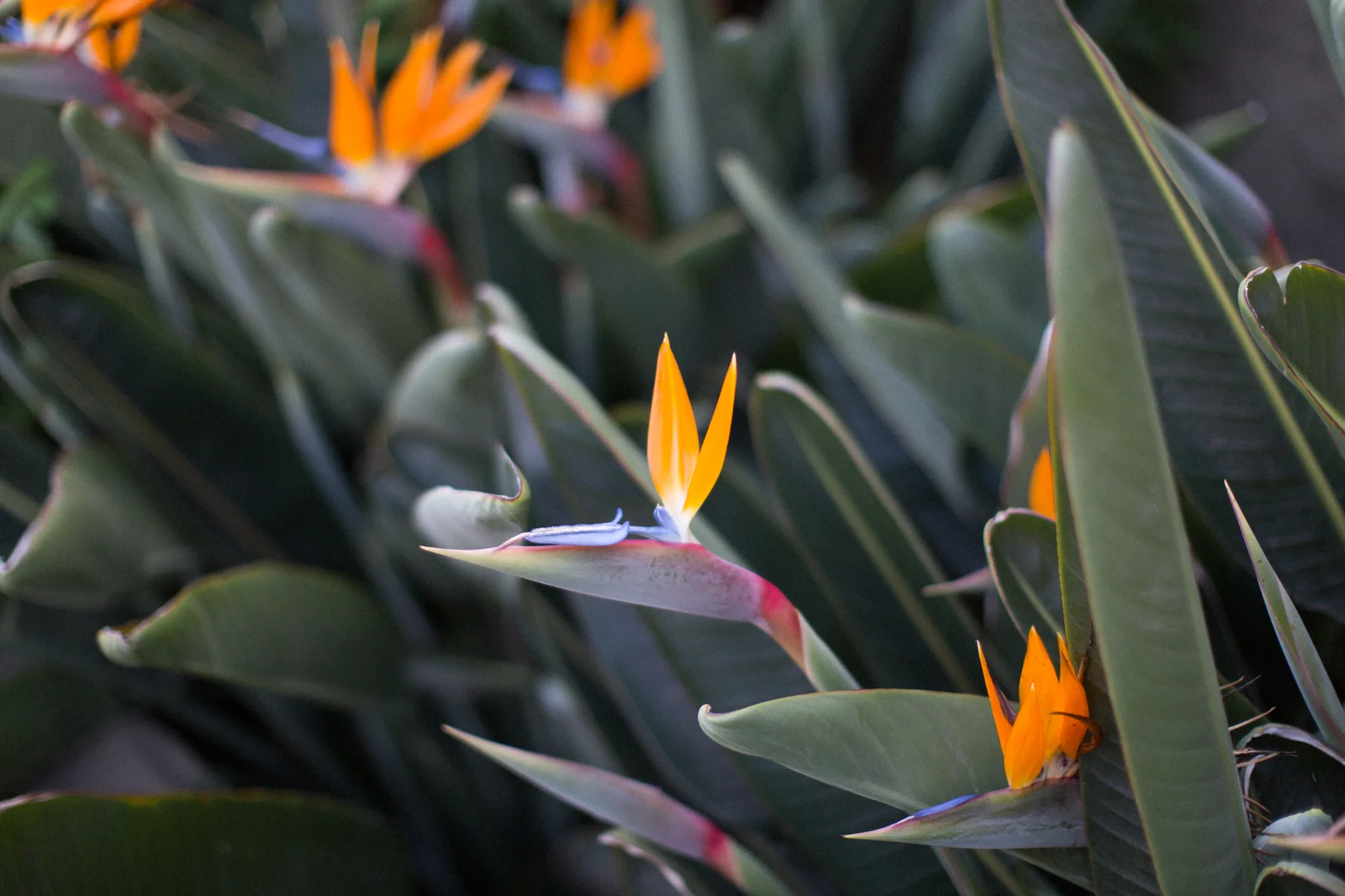 Olivia_Ashton_Photography-1-3.jpg