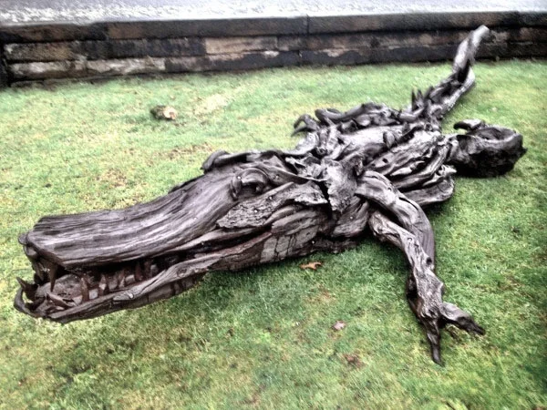 Alligator