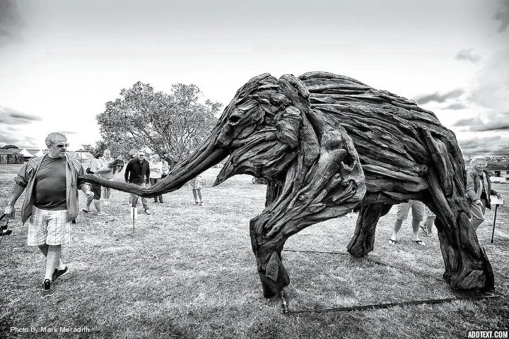 Kashin (asian elephant)
