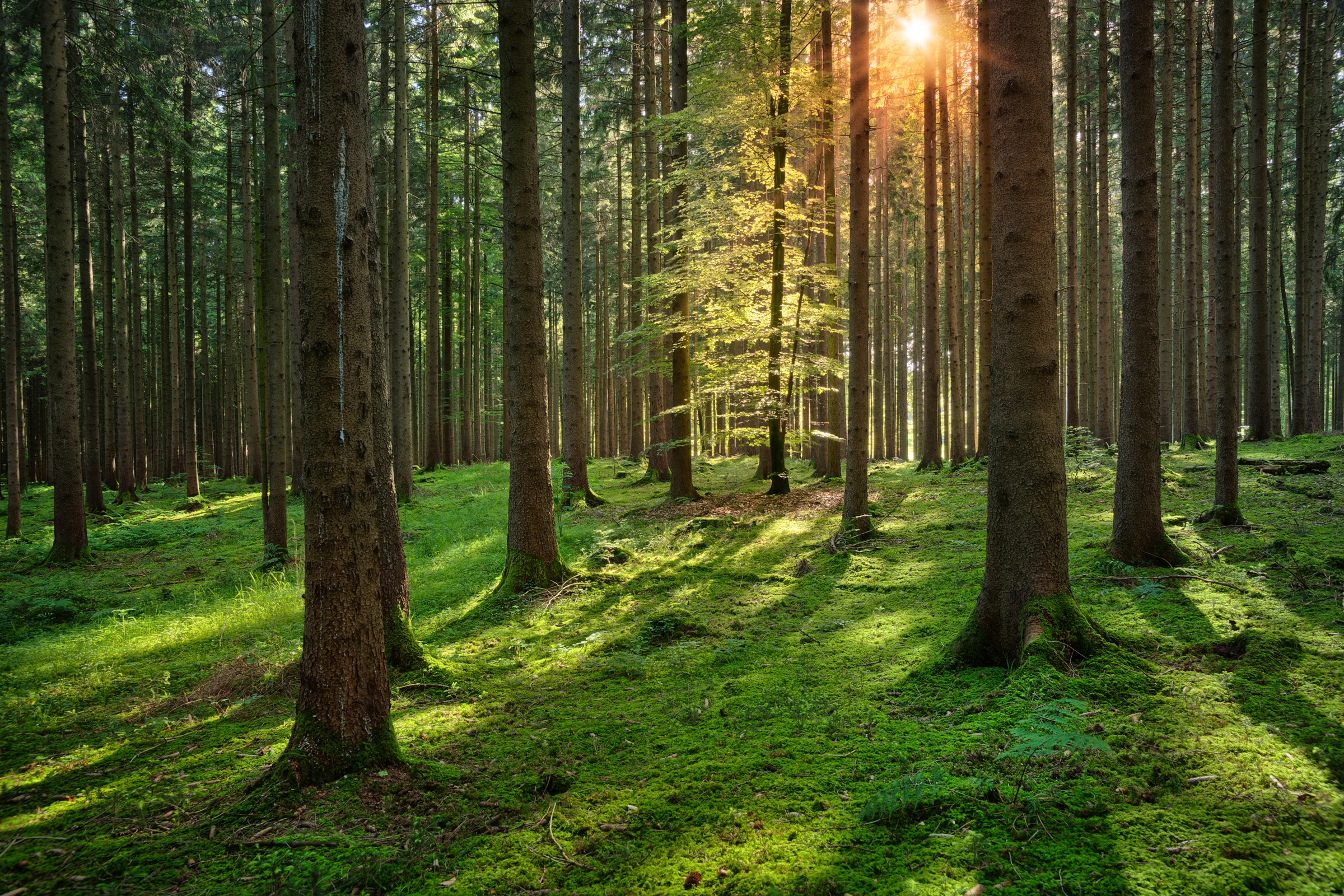Forests are. Сша штат калифорния нац парк редвуд. Бореальные хвойные леса (тайга). Здоровые леса. Forests are.