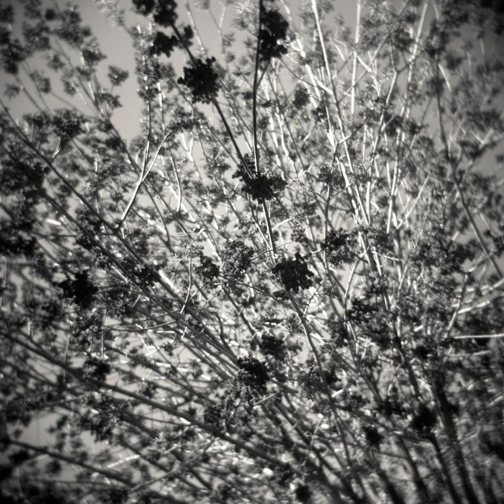 04/02 – Cherry Blossom Tree Gelatin Silver Print on Ilford Warmtone Fiber Paper © 2014, Gina DeGideo