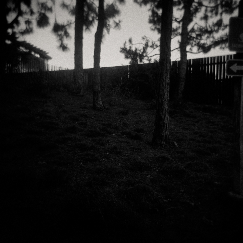 6/05 – Forest Gelatin Silver Print on Ilford Warmtone Fiber Paper ©Gina DeGideo