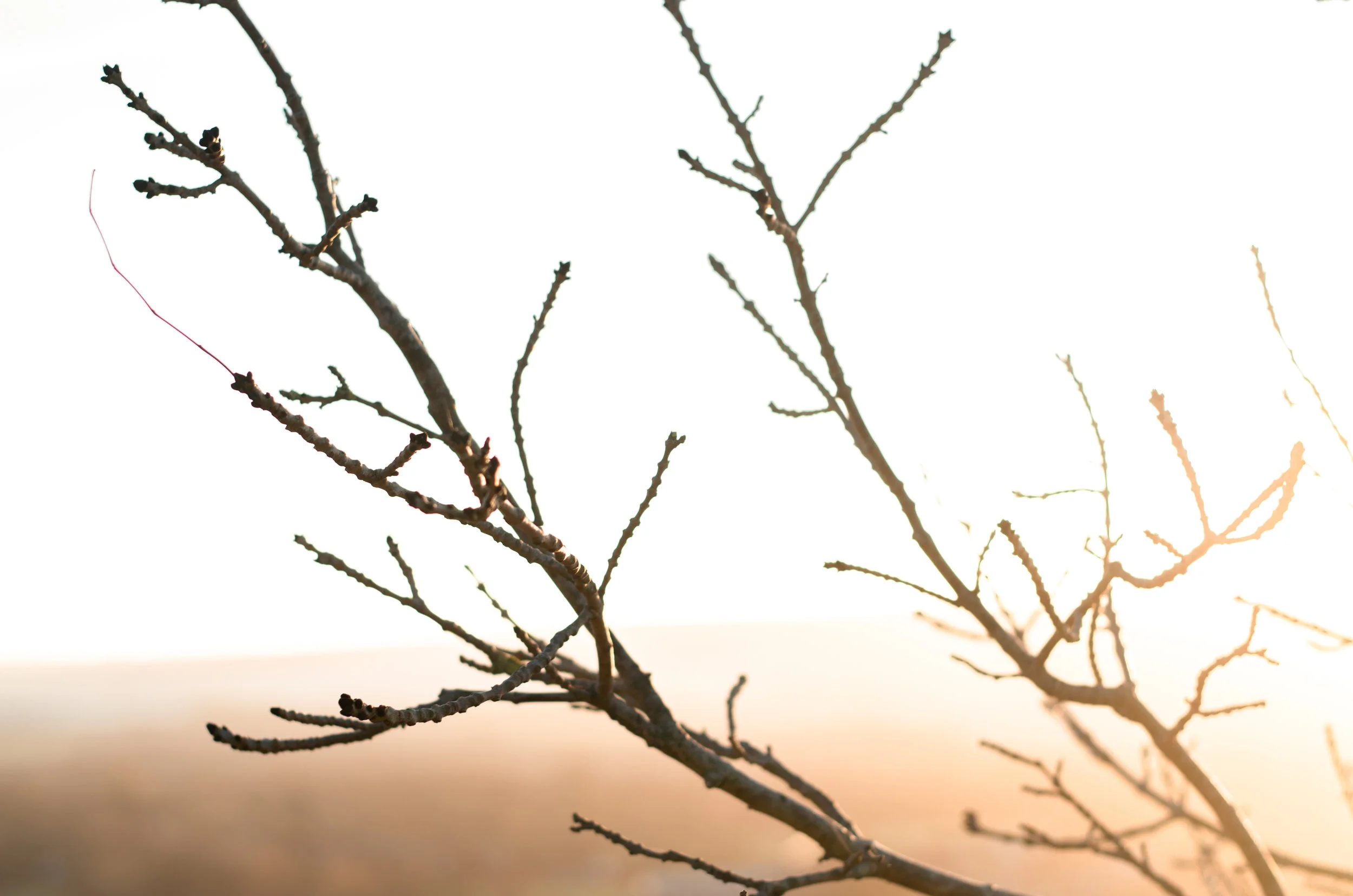 Winter Walk- Aiste Saulyte Photography - 2018-01-05-37.jpg