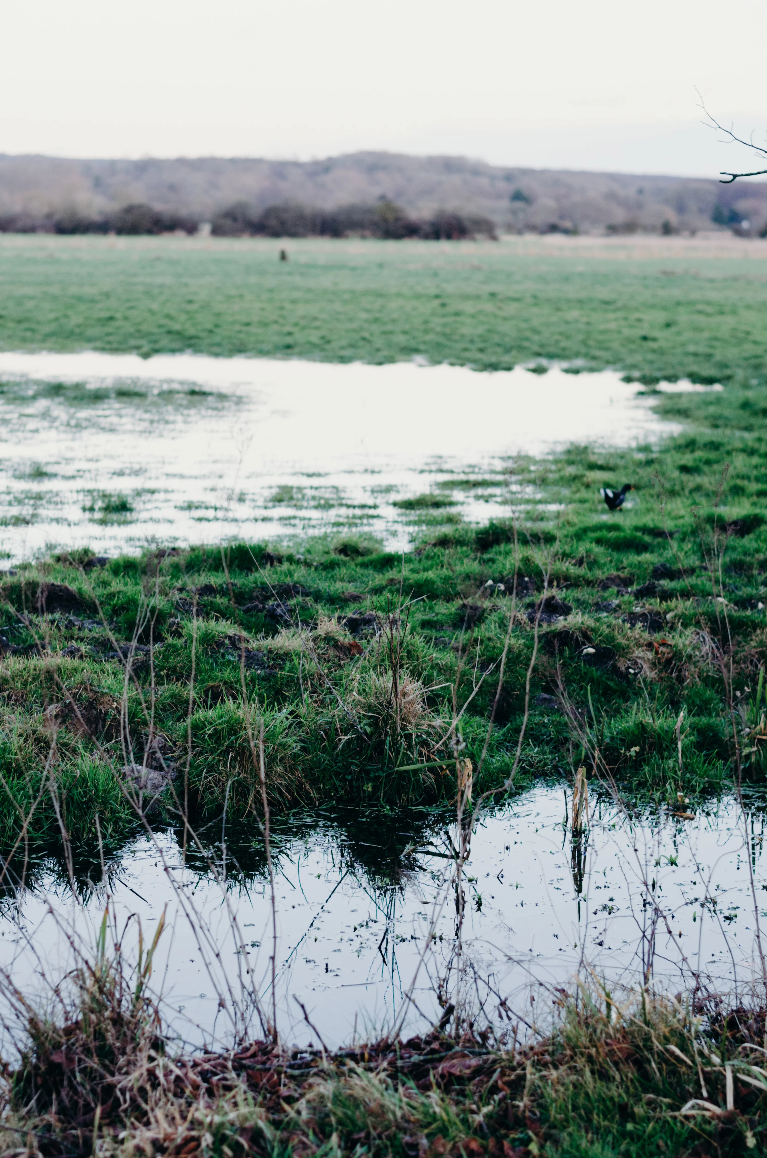 Arundel - Aiste Saulyte Photography - 2018-01-05-112.jpg