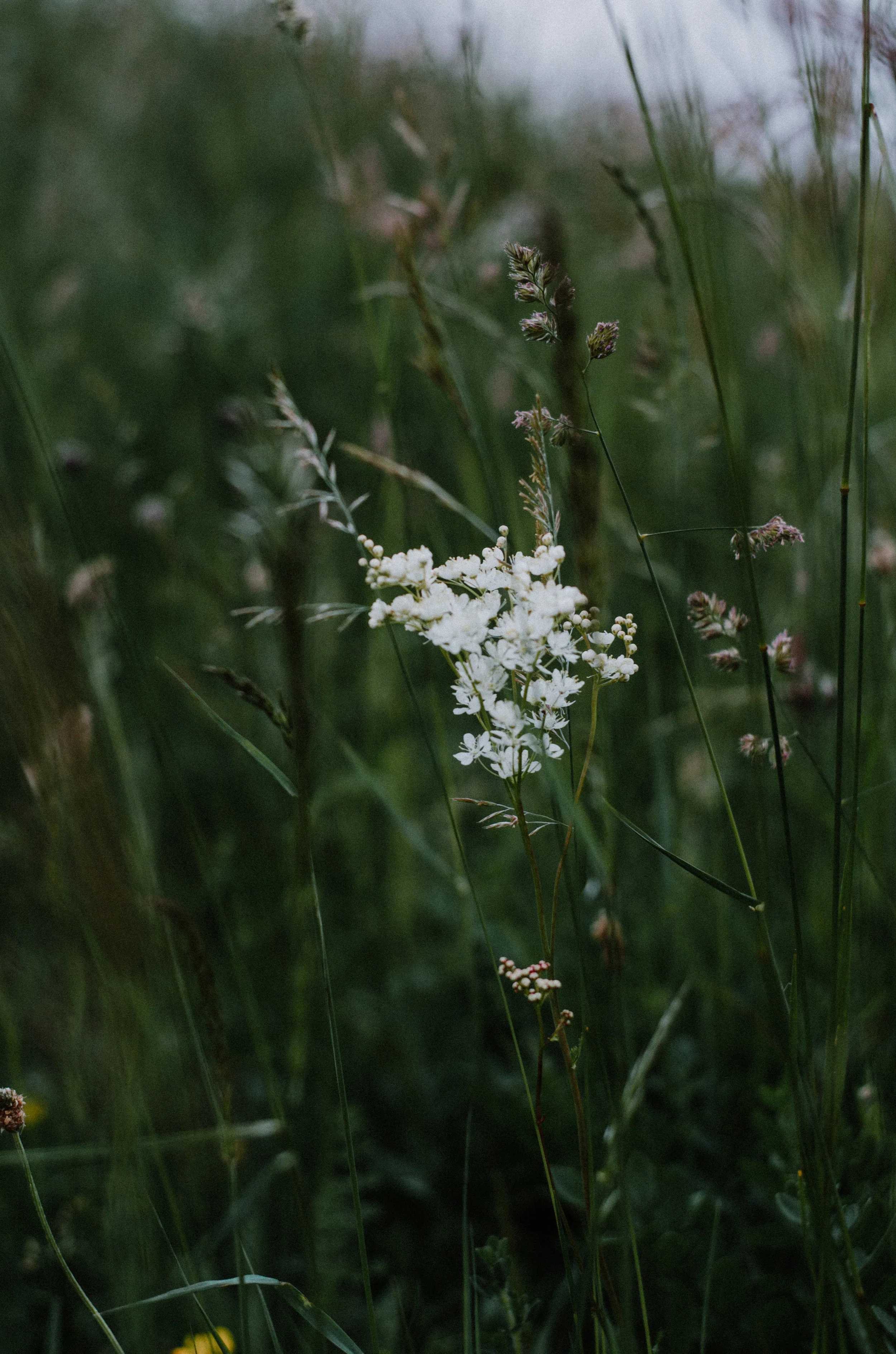 June 2018 - Aiste Saulyte Photography-15.jpg