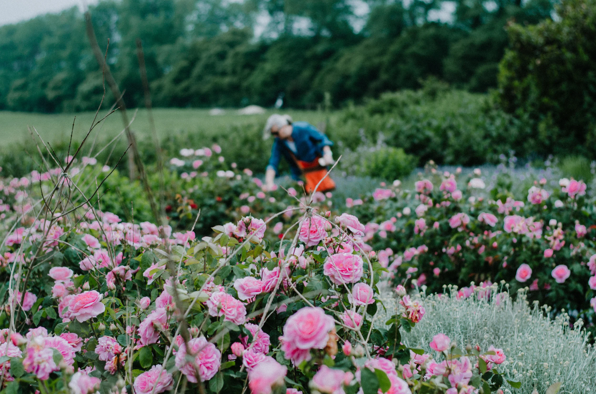 Fierce Botanics - Rose Picking - Aiste Saulyte Photography-8.jpg