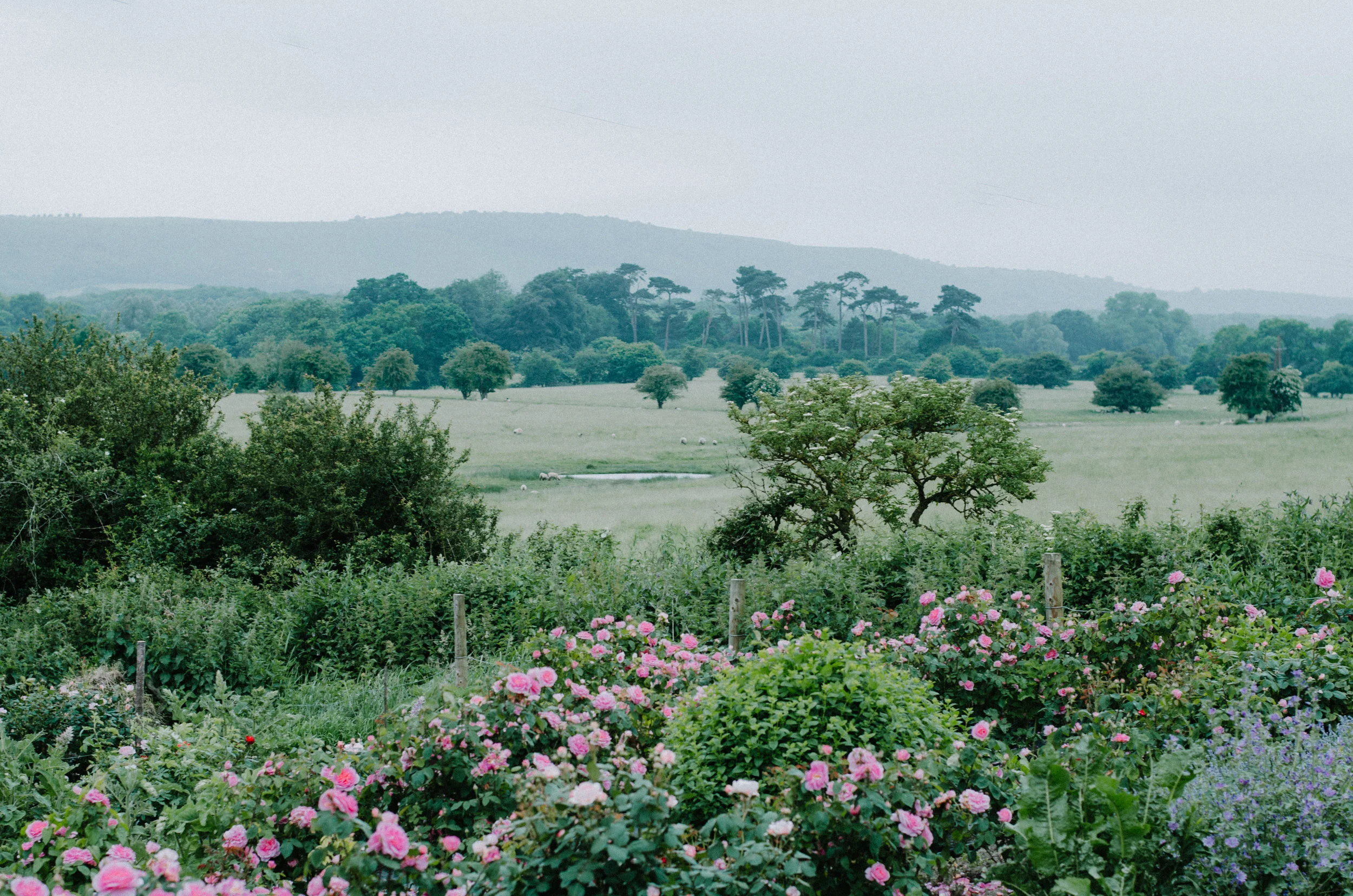 Fierce Botanics - Rose Picking - Aiste Saulyte Photography-57.jpg