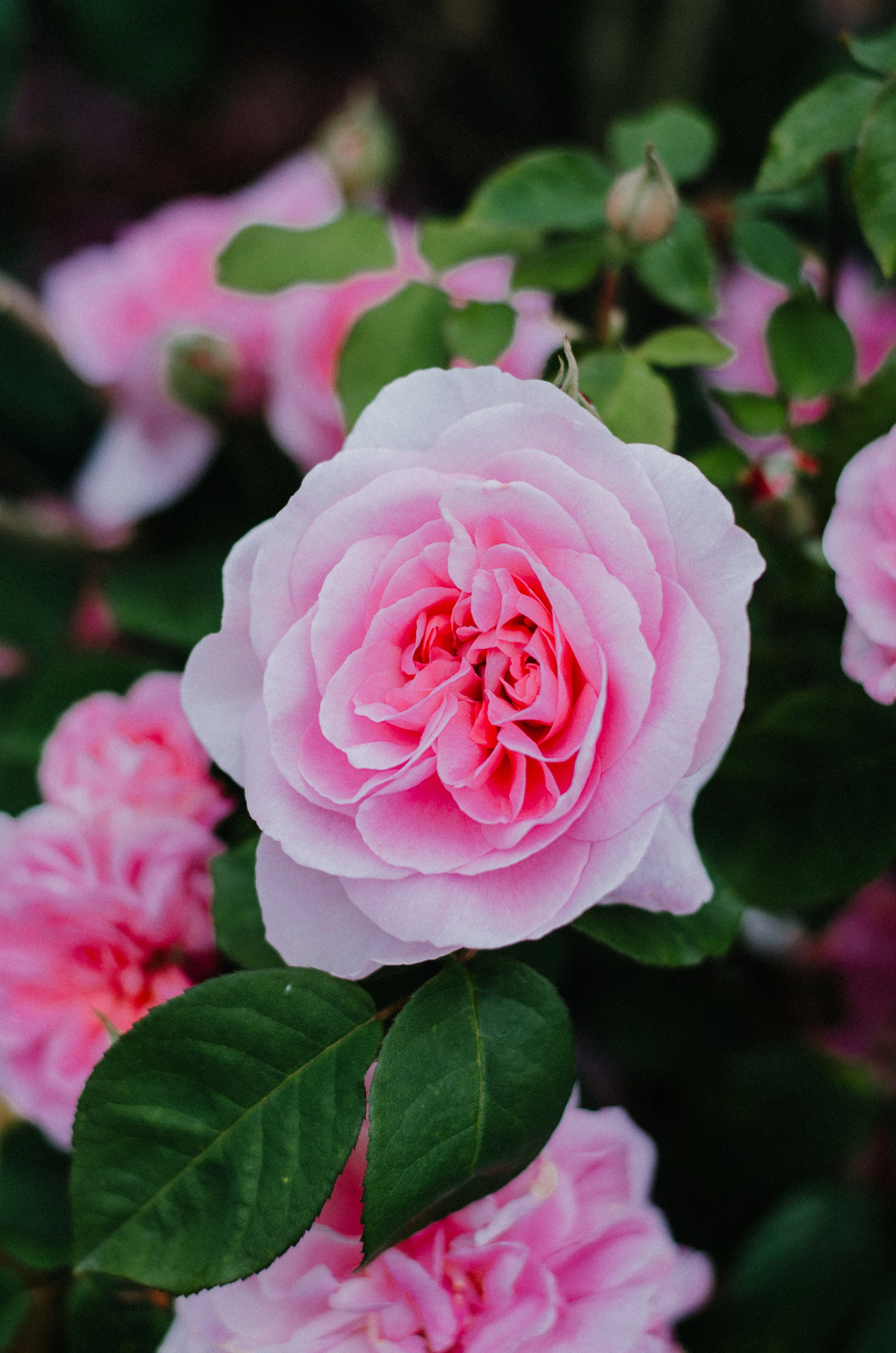 Fierce Botanics - Rose Picking - Aiste Saulyte Photography-14.jpg
