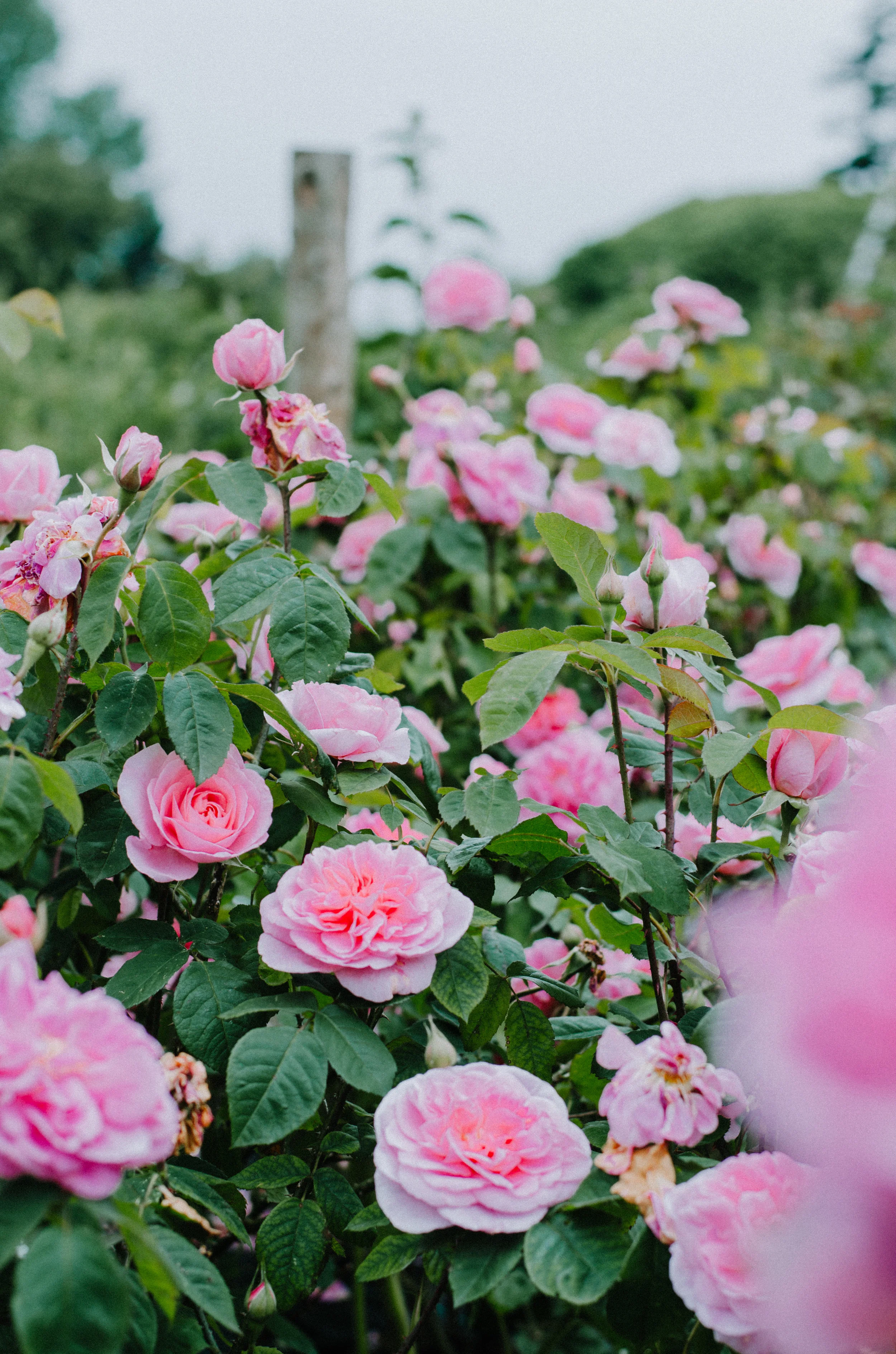 Fierce Botanics - Rose Picking - Aiste Saulyte Photography-21.jpg