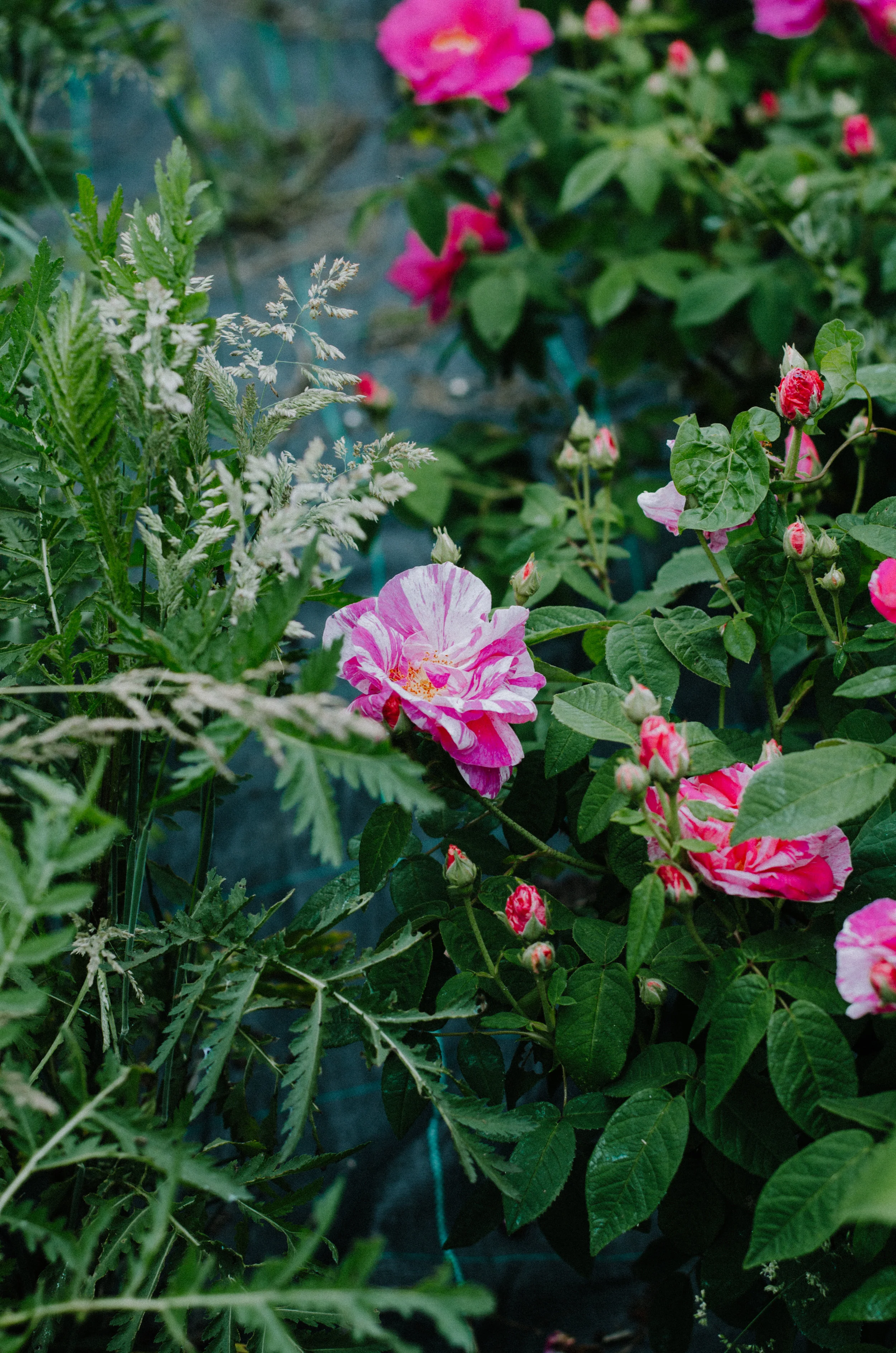 Fierce Botanics - Rose Picking - Aiste Saulyte Photography-33.jpg