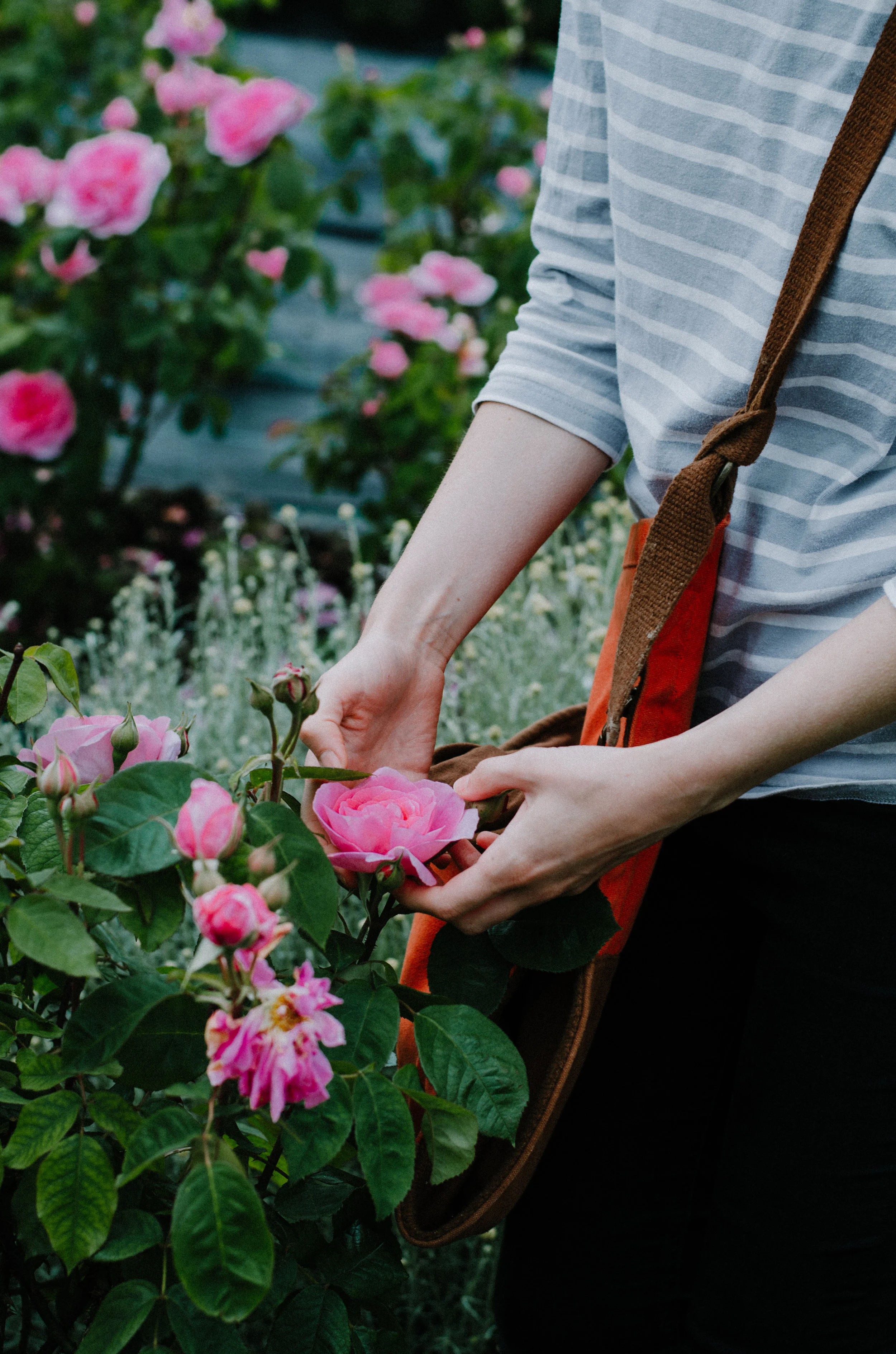 Fierce Botanics - Rose Picking - Aiste Saulyte Photography-49.jpg