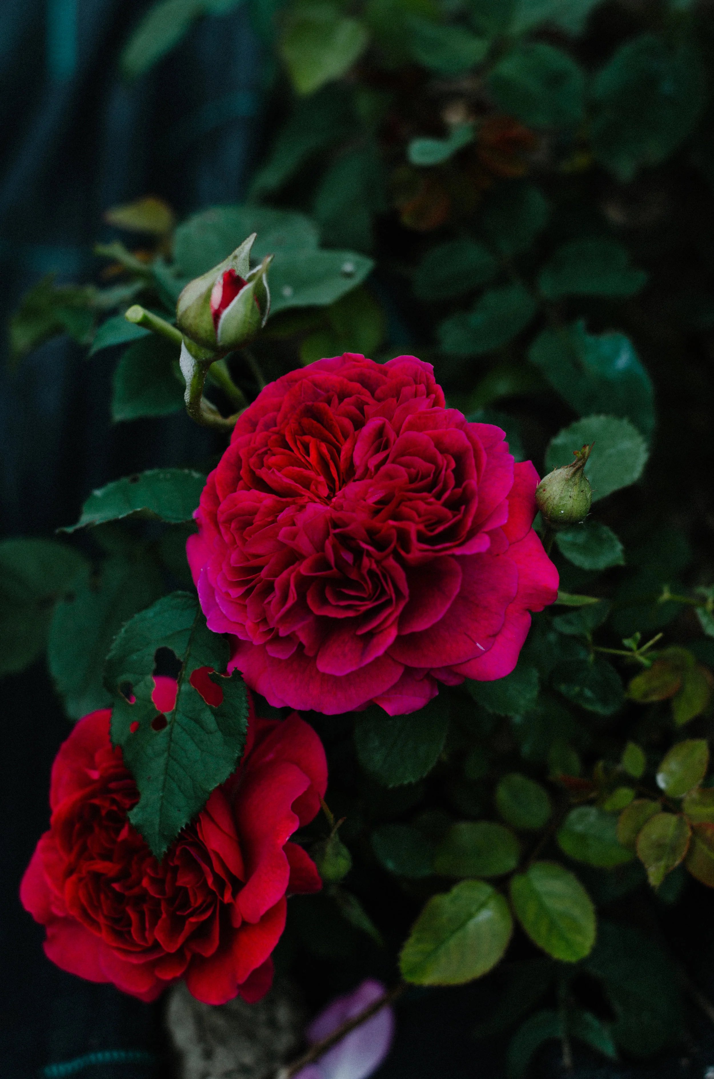 Fierce Botanics - Rose Picking - Aiste Saulyte Photography-94.jpg