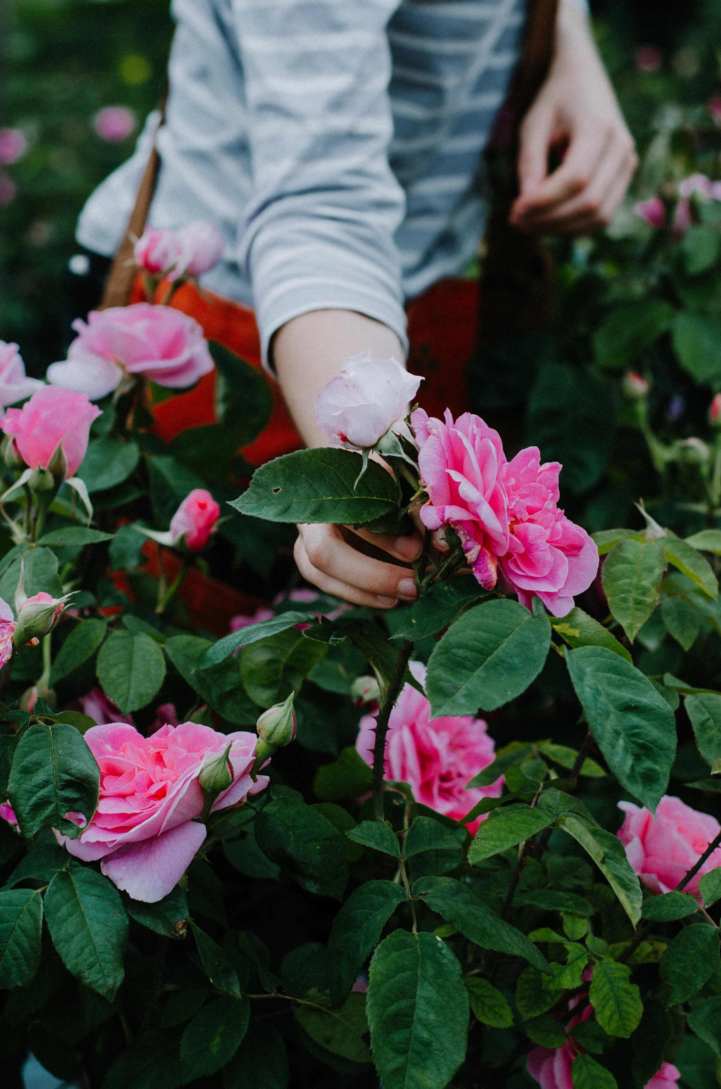 Fierce Botanics - Rose Picking - Aiste Saulyte Photography-100.jpg