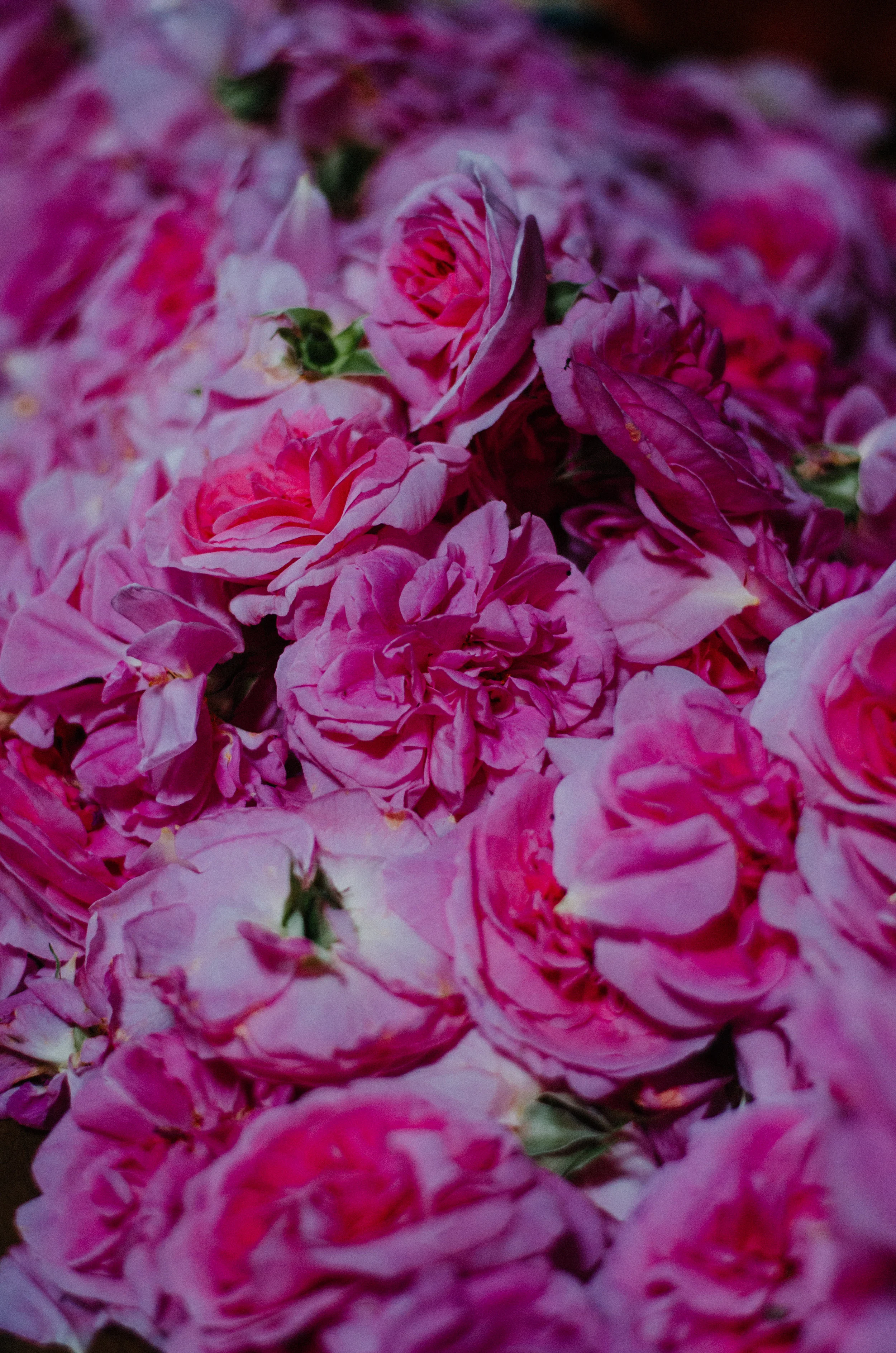 Fierce Botanics - Rose Picking - Aiste Saulyte Photography-117.jpg