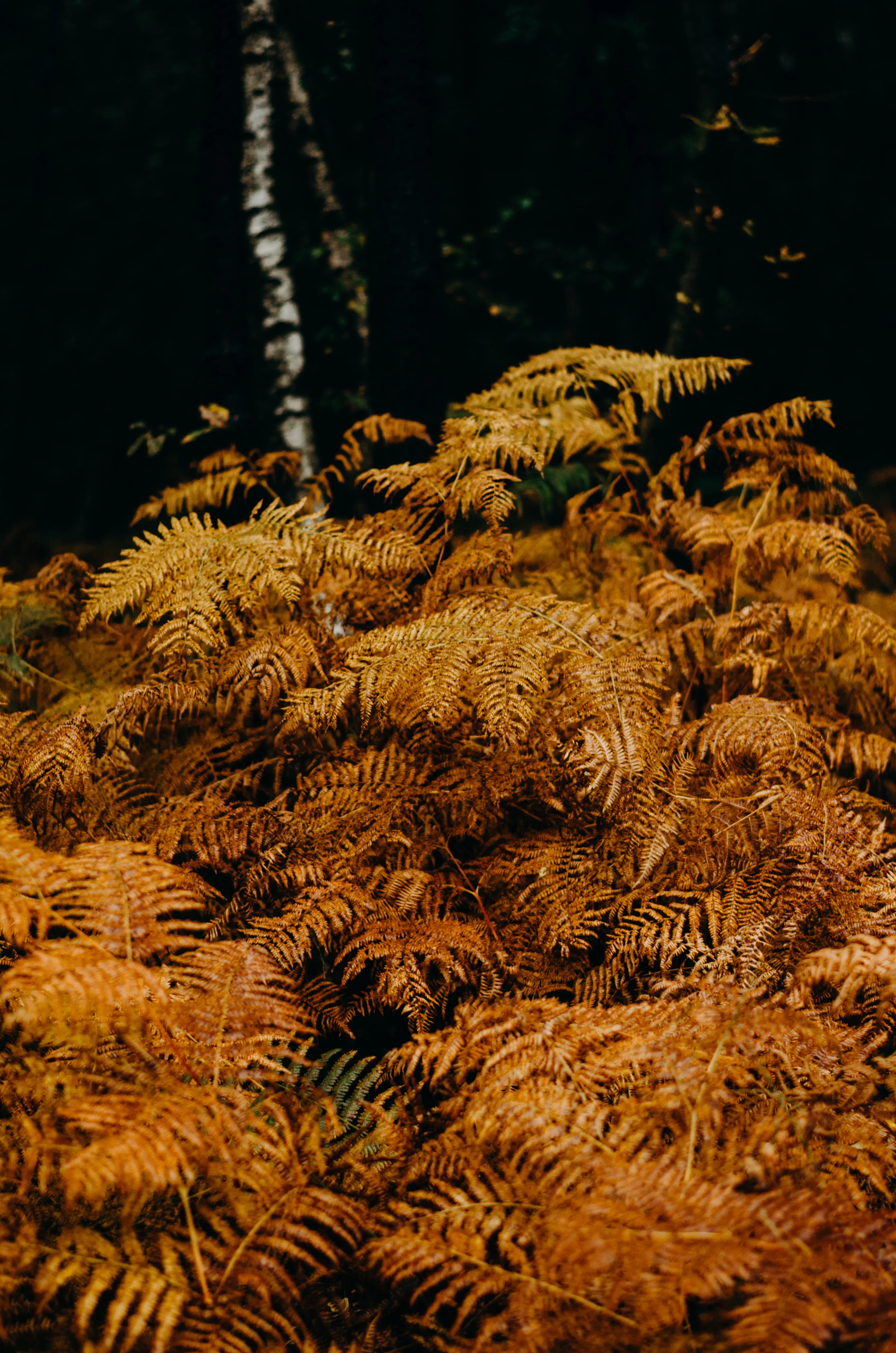Aiste's 25th Birthday - Ashdown Forest - Aiste Saulyte Photography-226.jpg