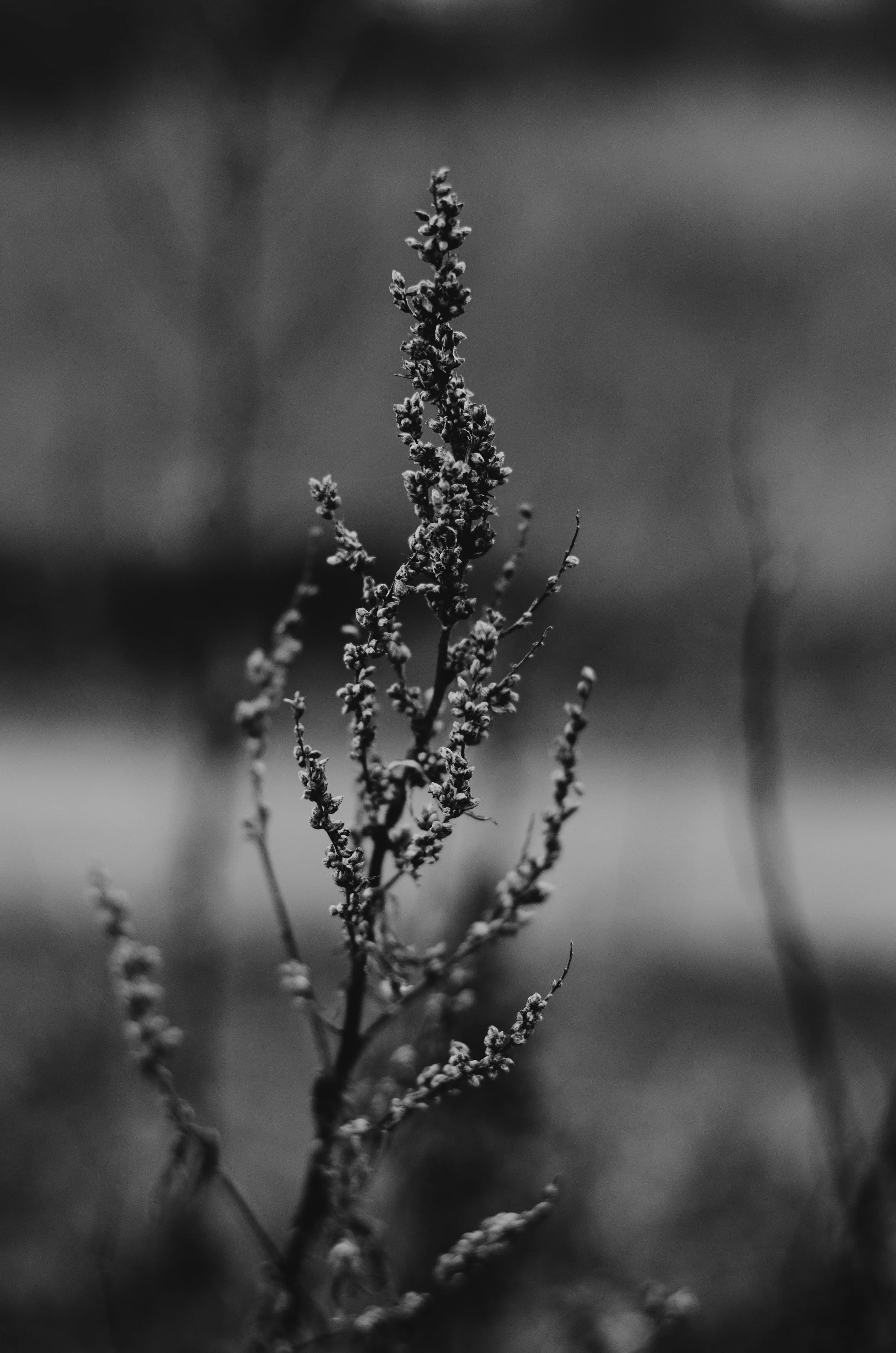 December Nature 2018 - Aiste Saulyte Photography-9.jpg
