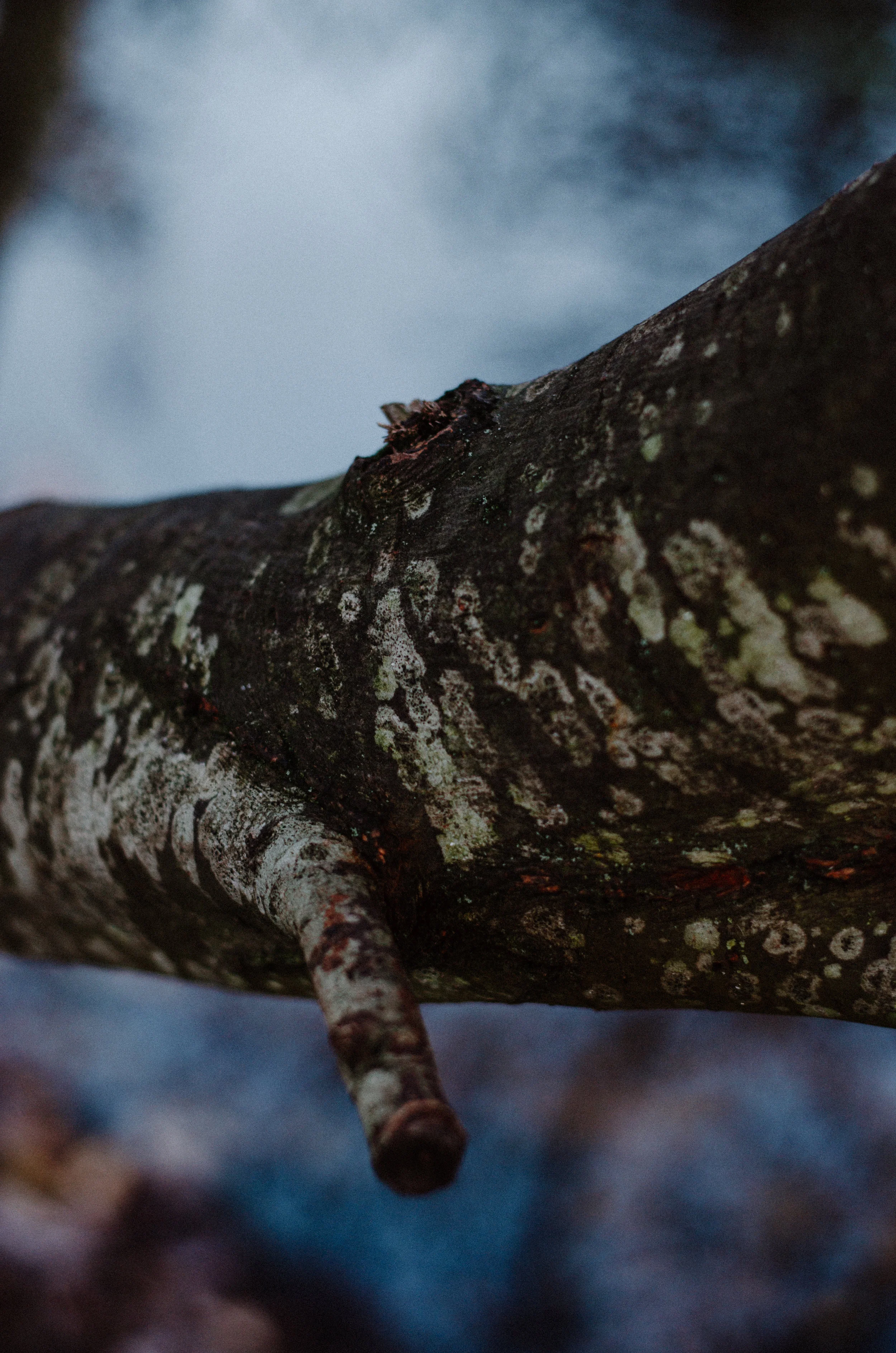 December Nature 2018 - Aiste Saulyte Photography-20.jpg