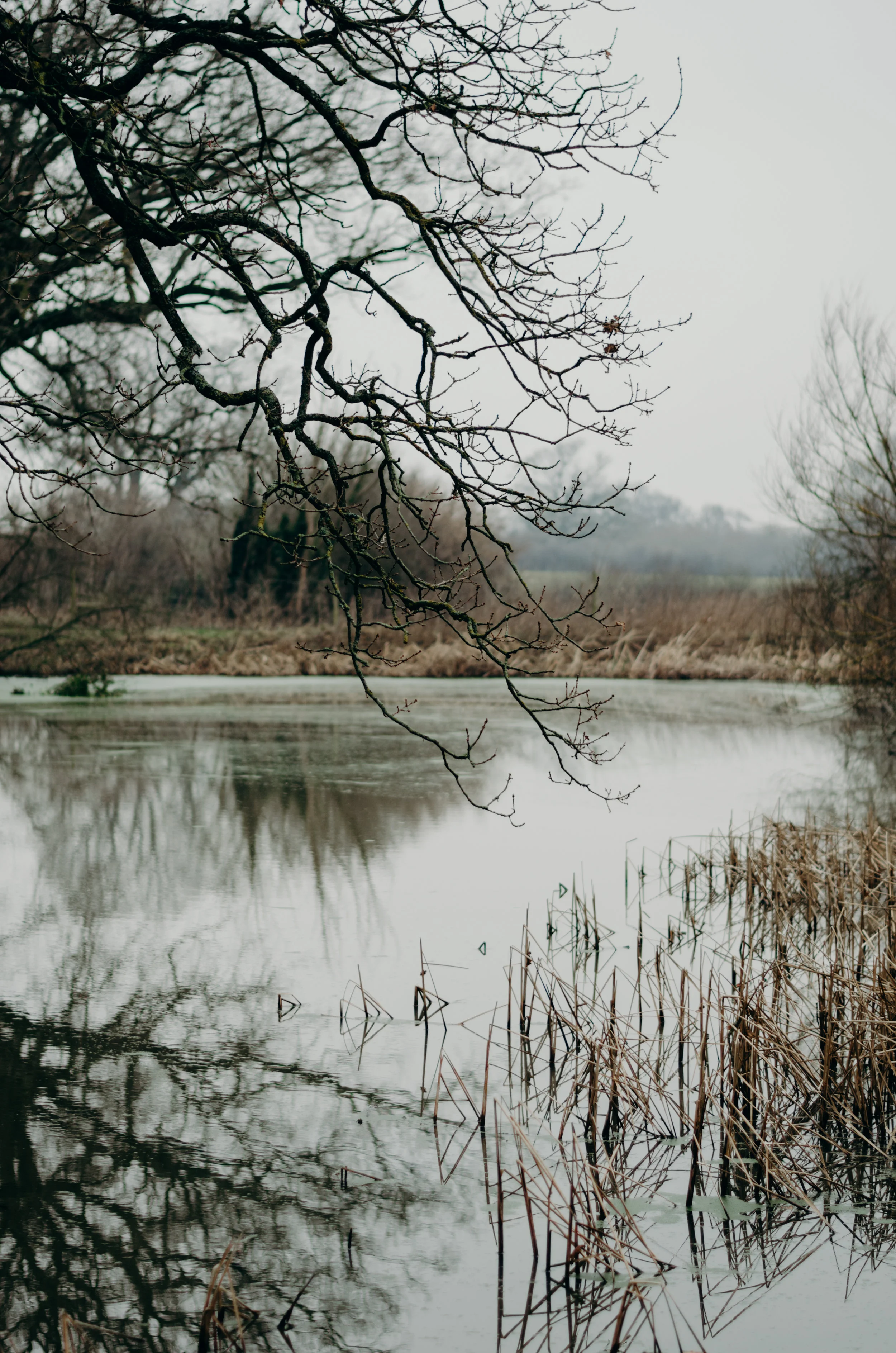 Nature- Aiste Saulyte Photography - 2018-01-05.jpg