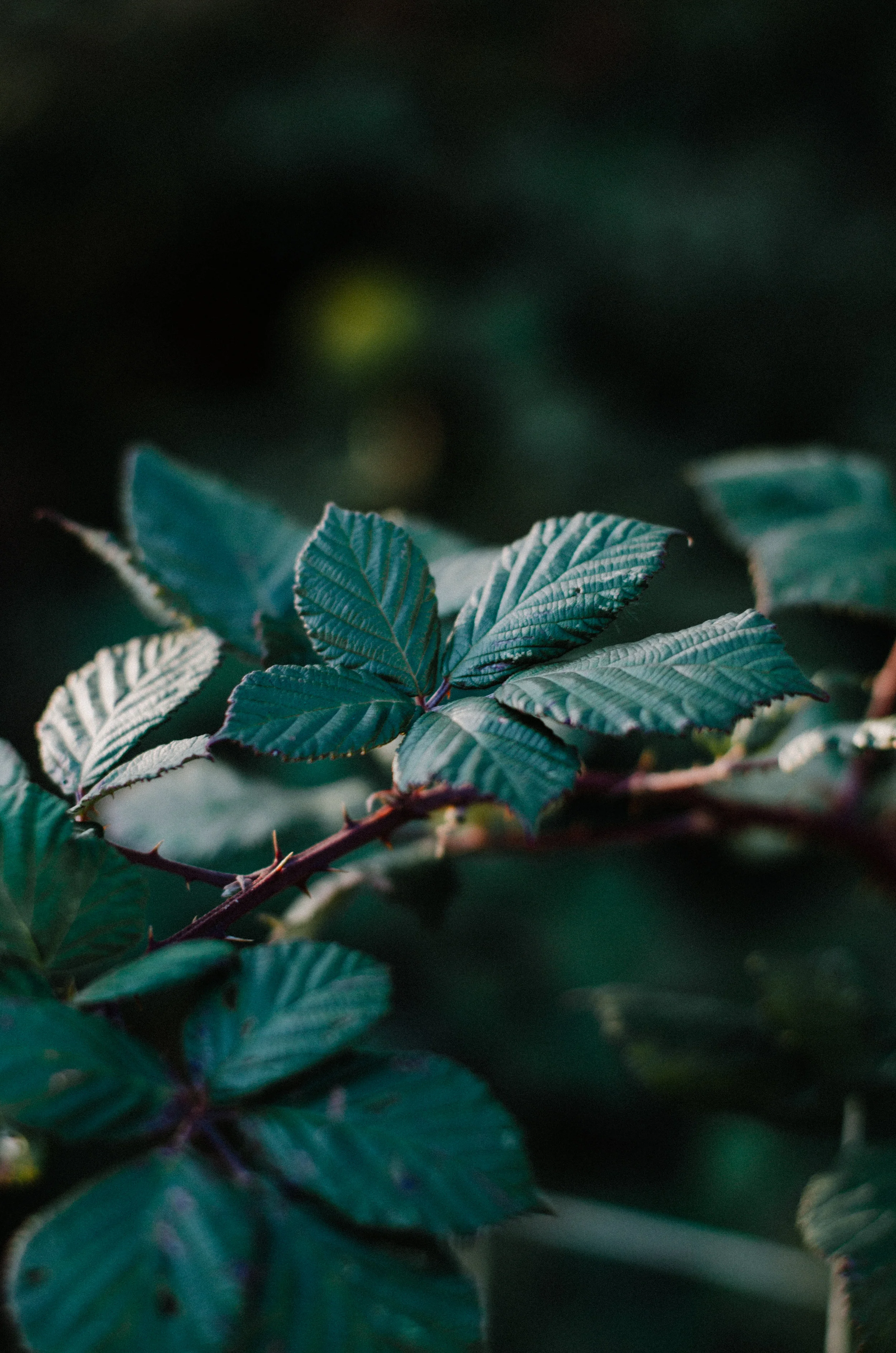 Autumn. Botanical Magic 2018 - Aiste Saulyte Photography-4.jpg