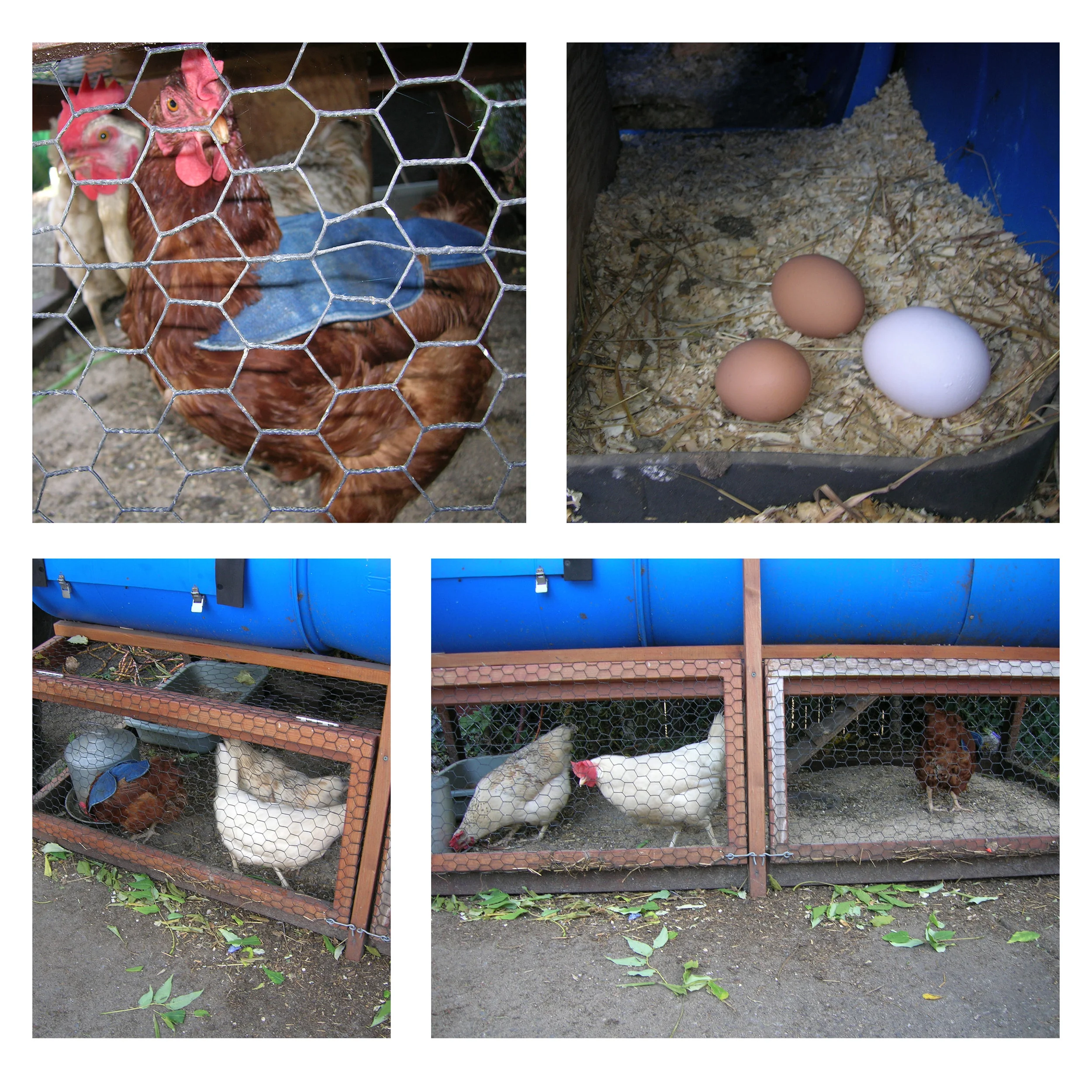 • Here are images of the hens, their eggs and of course the cape! •