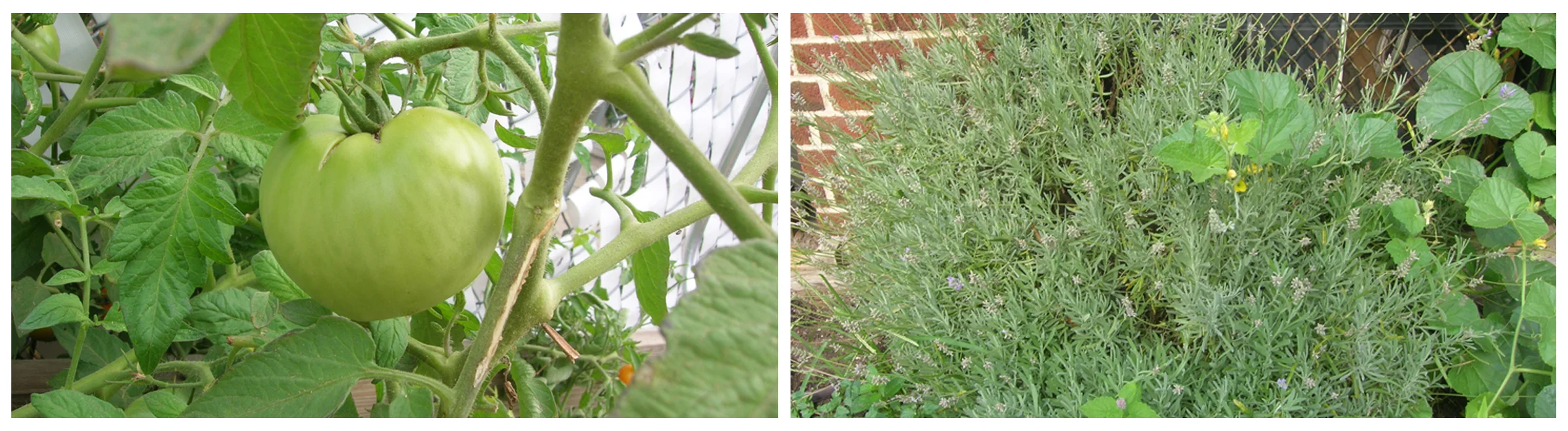 Tomato Lemon Verbena.jpg